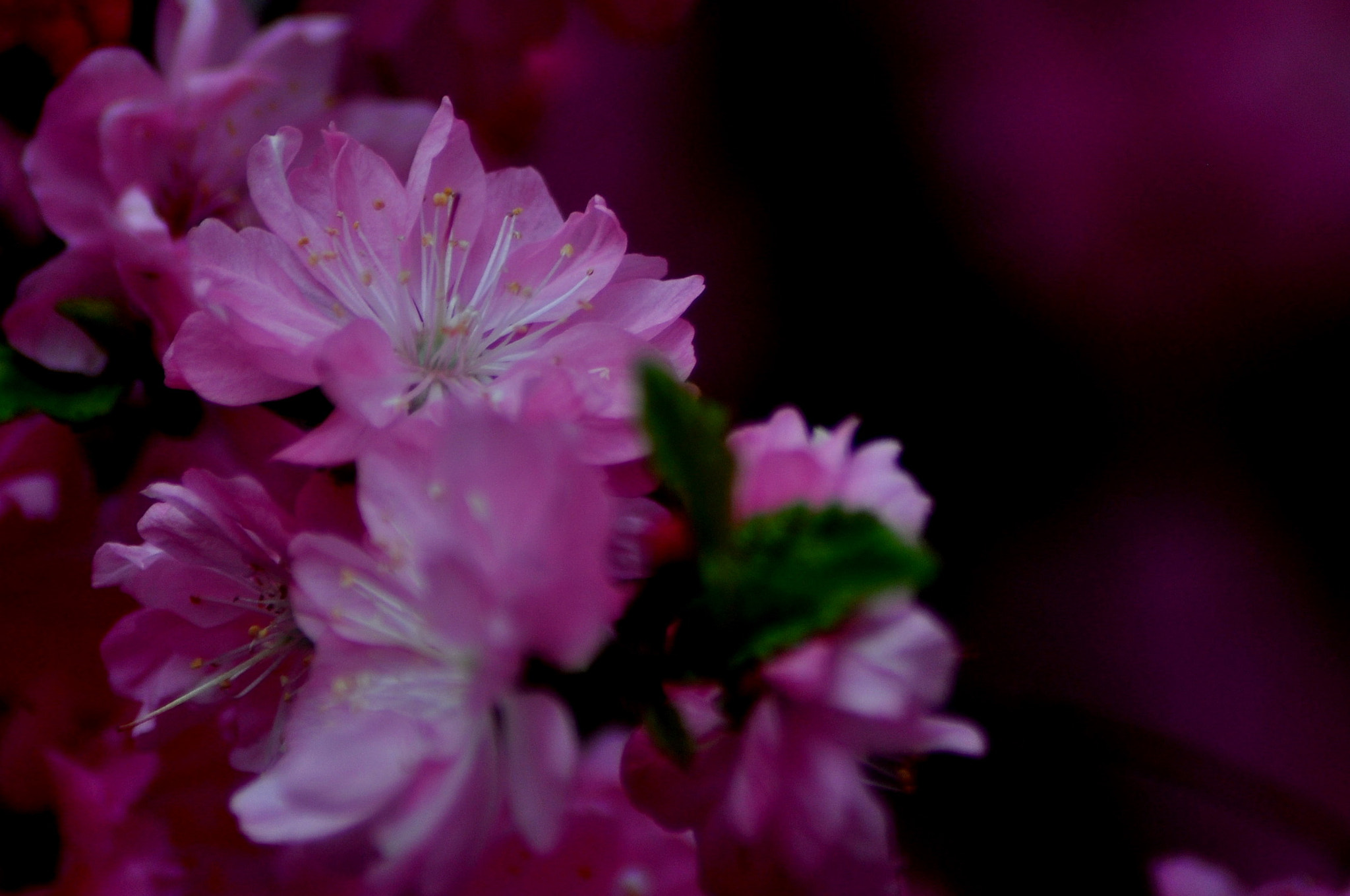 Nikon AF Nikkor 70-300mm F4-5.6G sample photo. ## photography