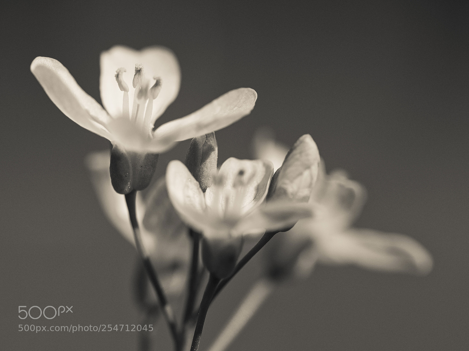 Olympus OM-D E-M1 Mark II sample photo. Gypsophila repens photography