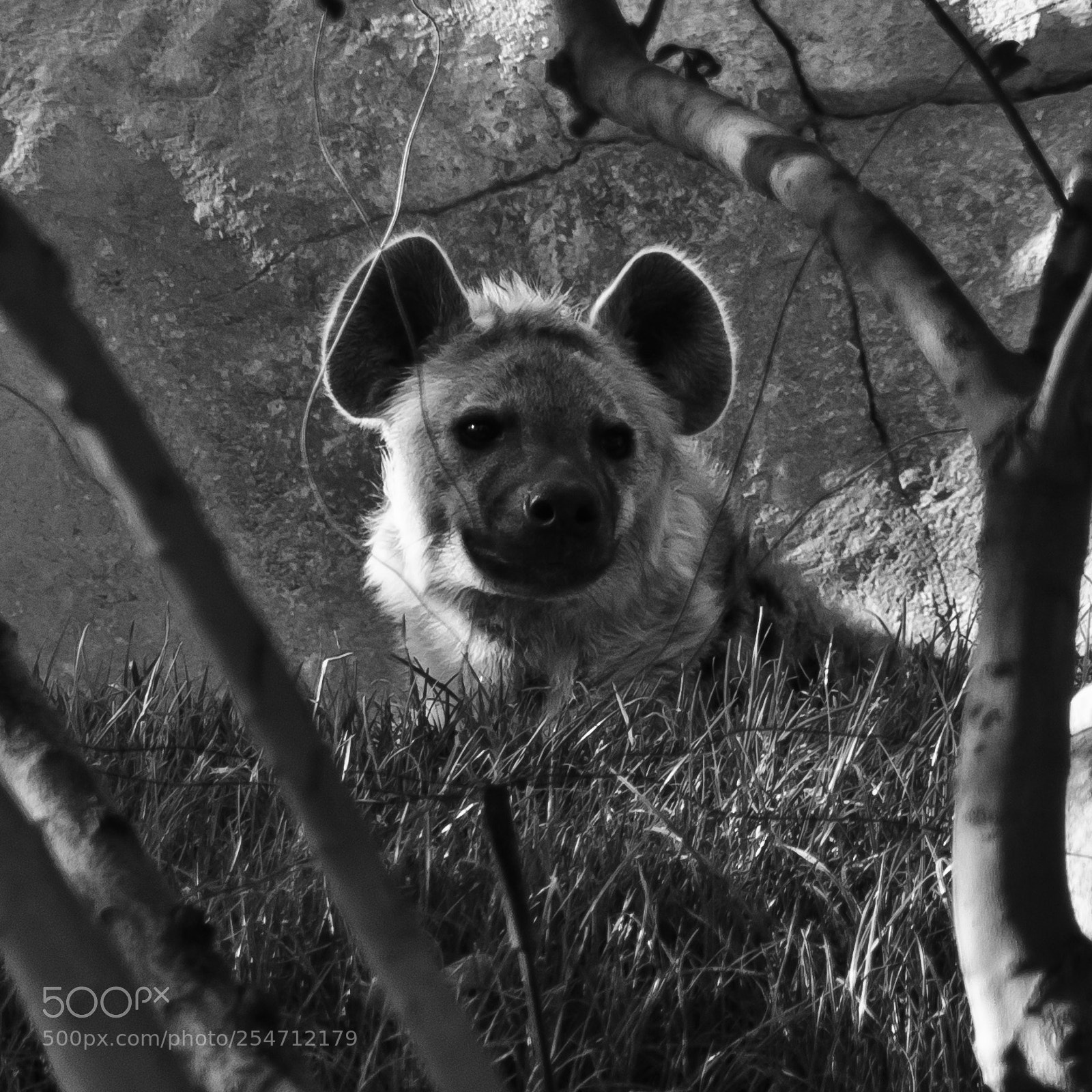 Pentax K-5 II sample photo. Hyena photography