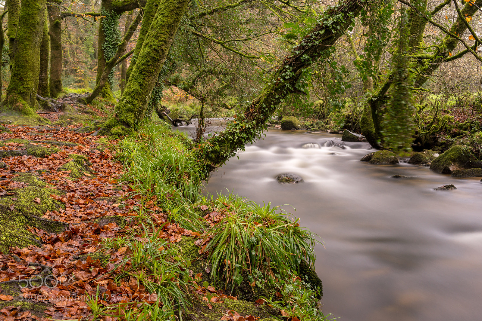 Nikon D600 sample photo. Autumn brook photography