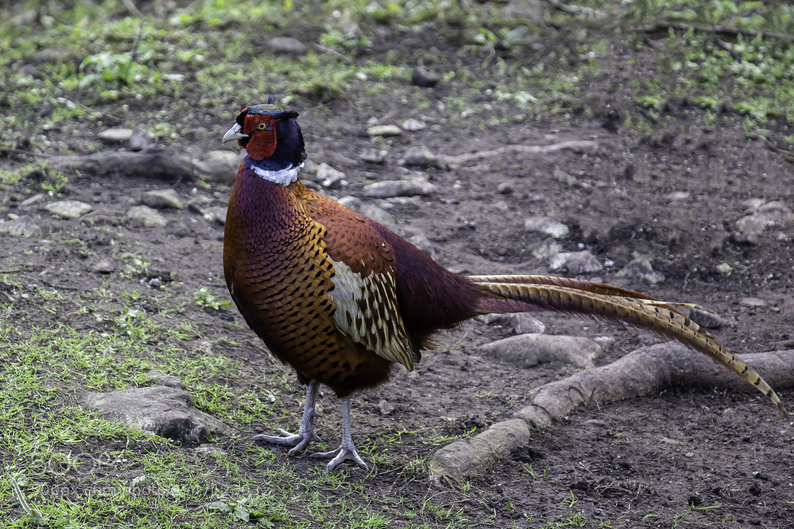 Canon EOS 100D (EOS Rebel SL1 / EOS Kiss X7) sample photo. Male pheasant photography