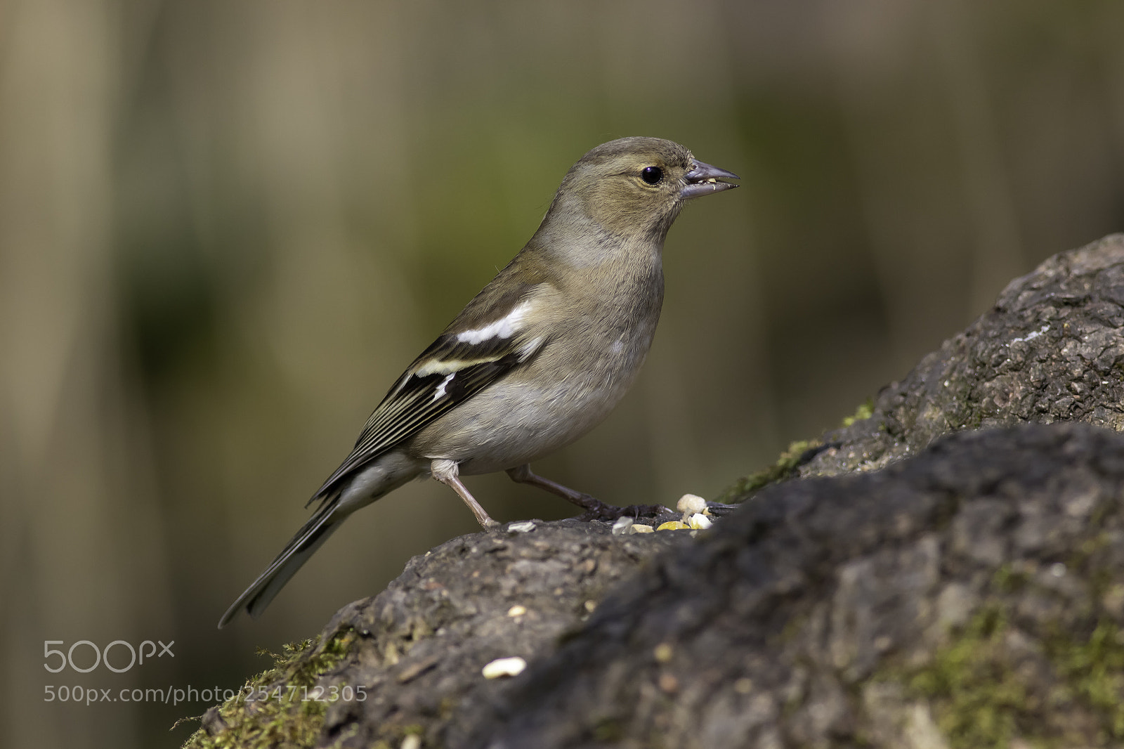 Canon EOS 100D (EOS Rebel SL1 / EOS Kiss X7) sample photo. Female chaffinch photography