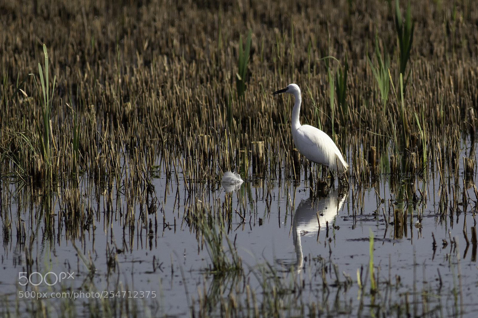Canon EOS 100D (EOS Rebel SL1 / EOS Kiss X7) sample photo. Little egret photography