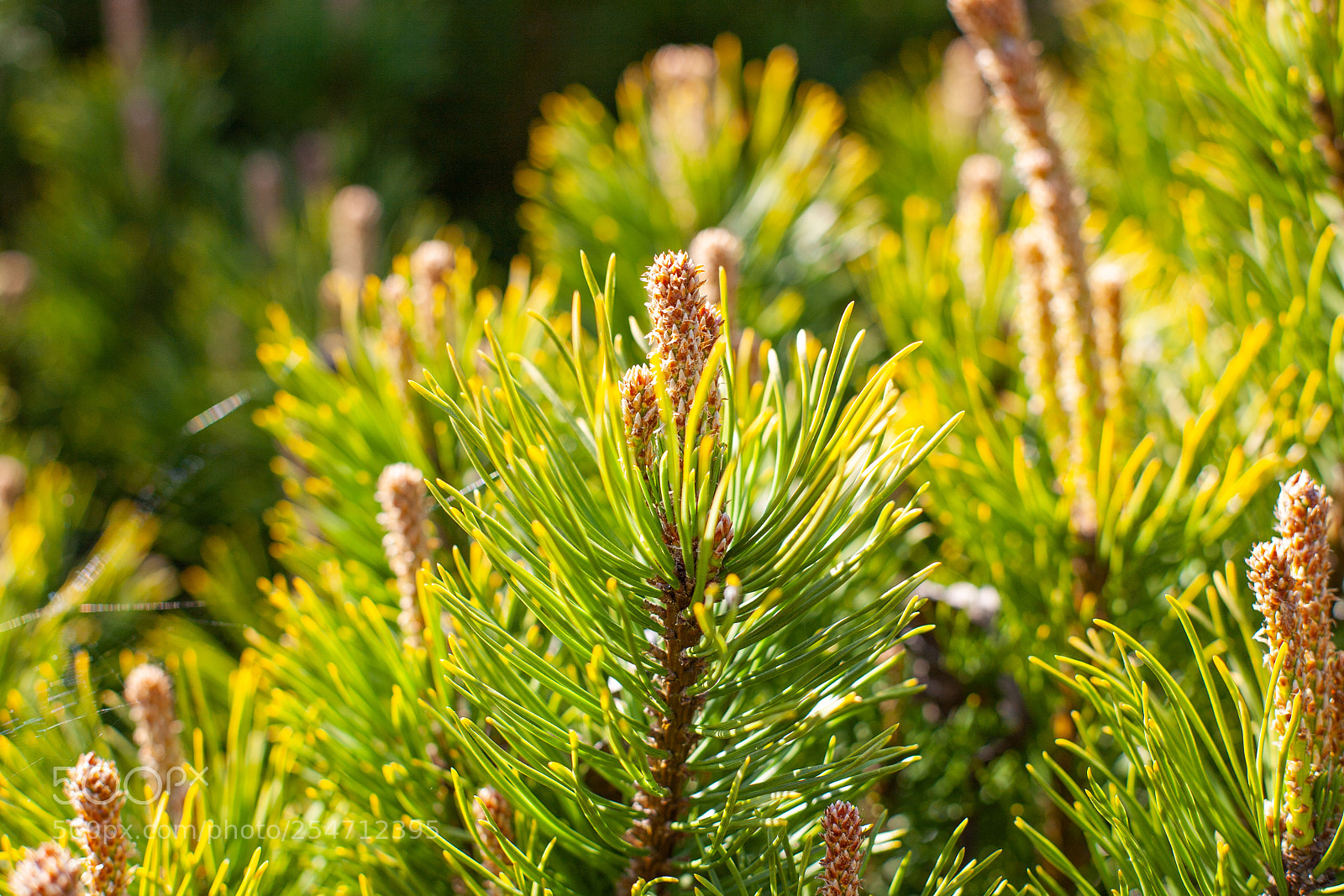 Canon EOS 5D sample photo. Tree photography
