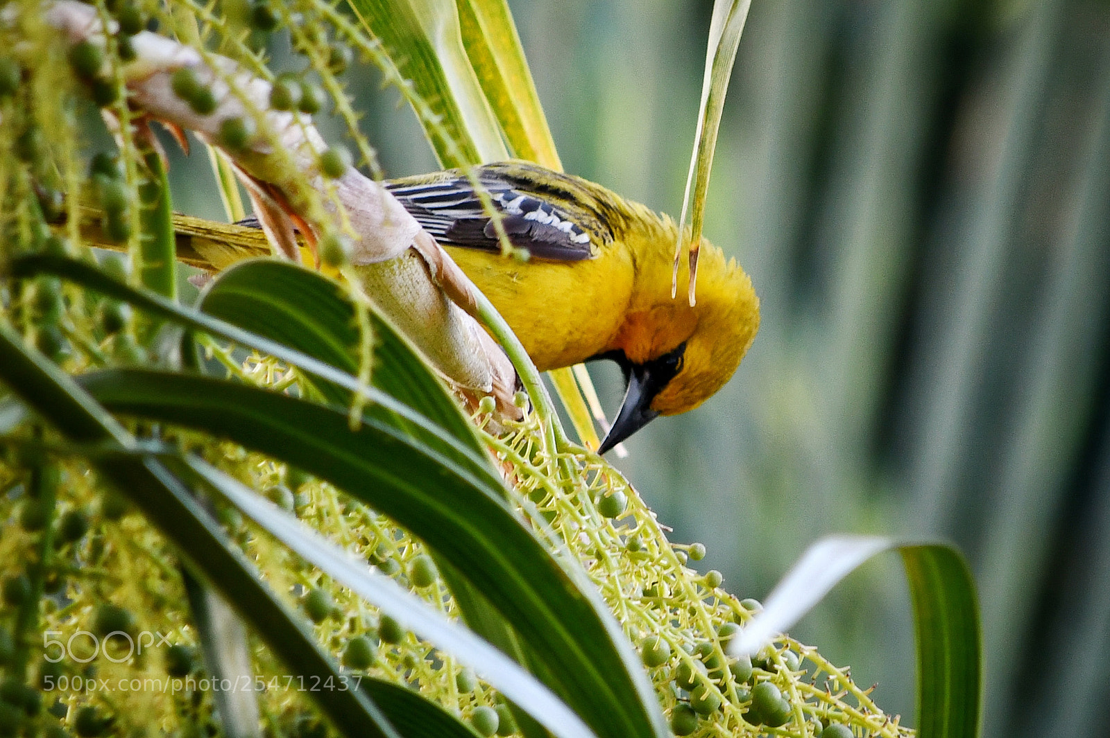 Nikon D7500 sample photo. Calandria dorso rayado photography