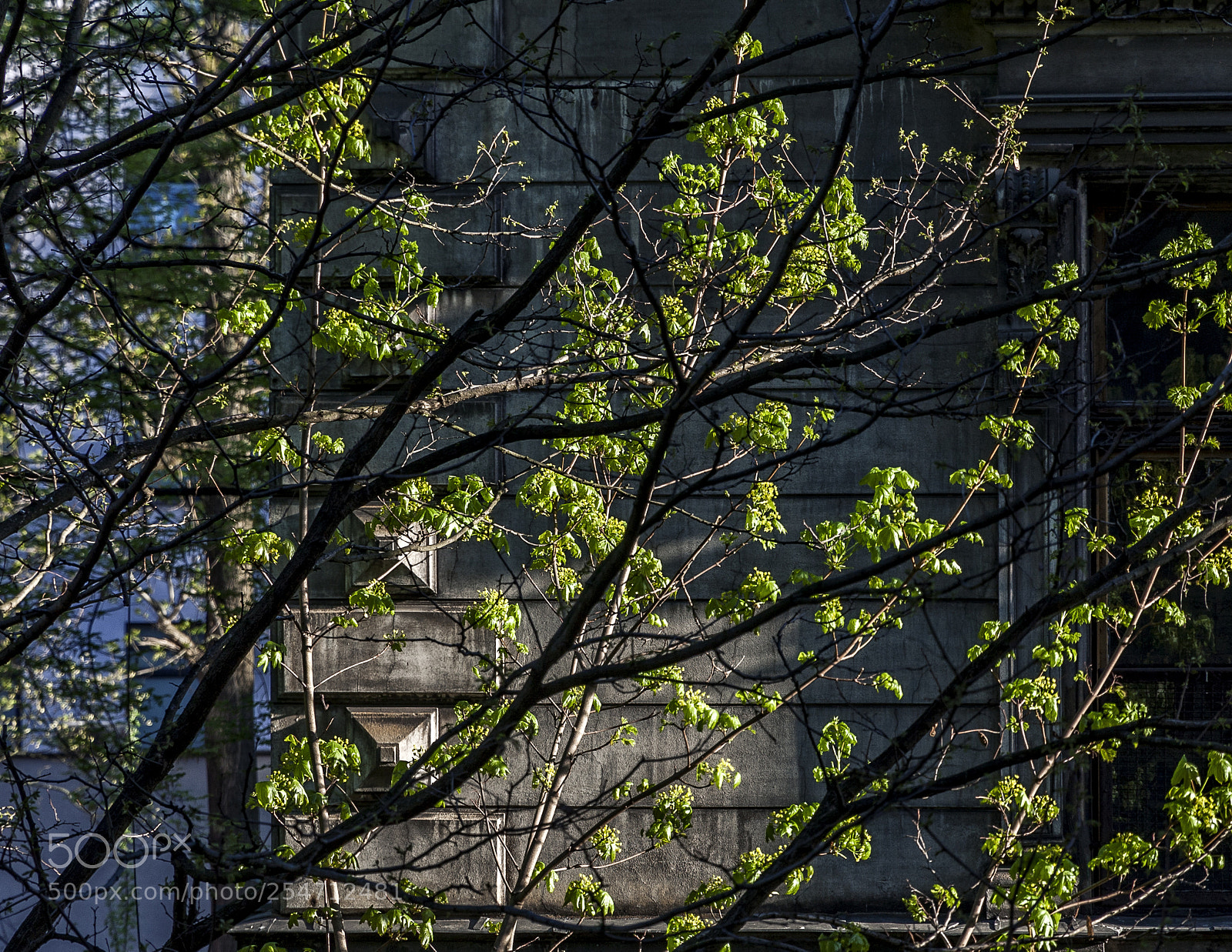 Canon EOS 40D sample photo. Eye left, eye right (1) photography