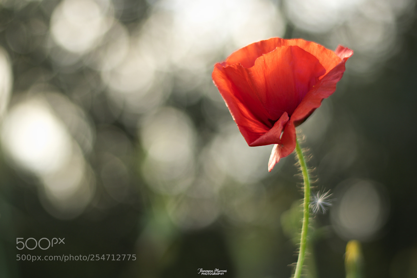 Nikon D5300 sample photo. Common poppy photography