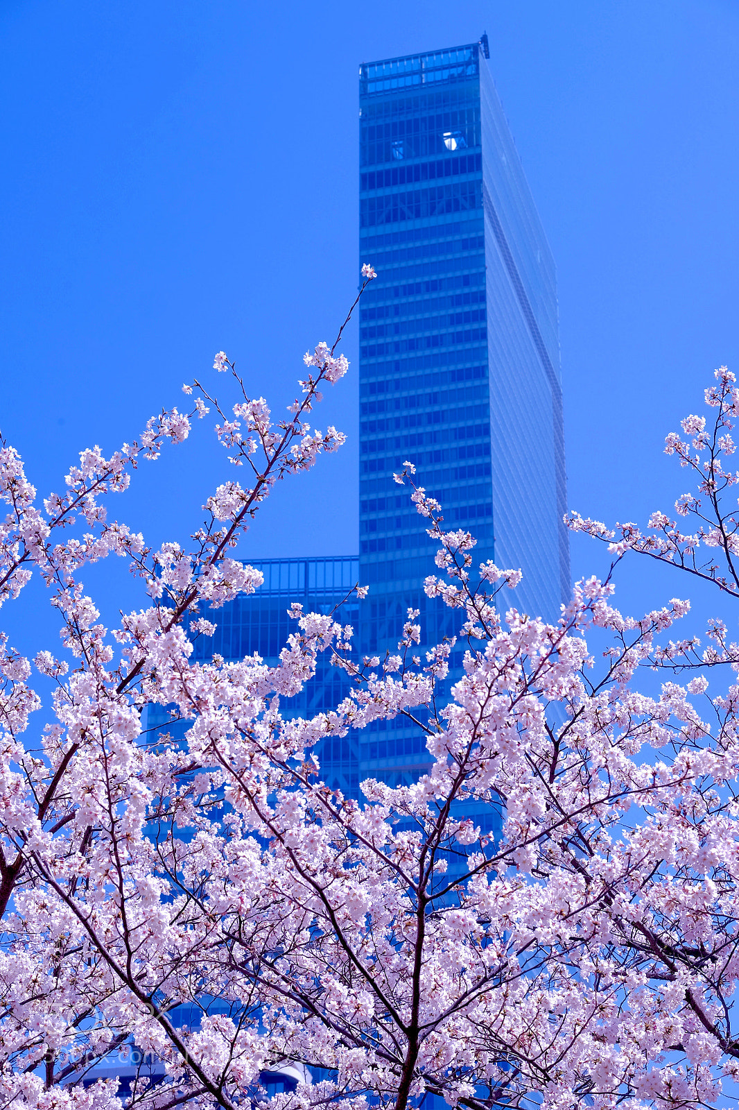 Fujifilm X-E2 sample photo. Harukas with sakura photography
