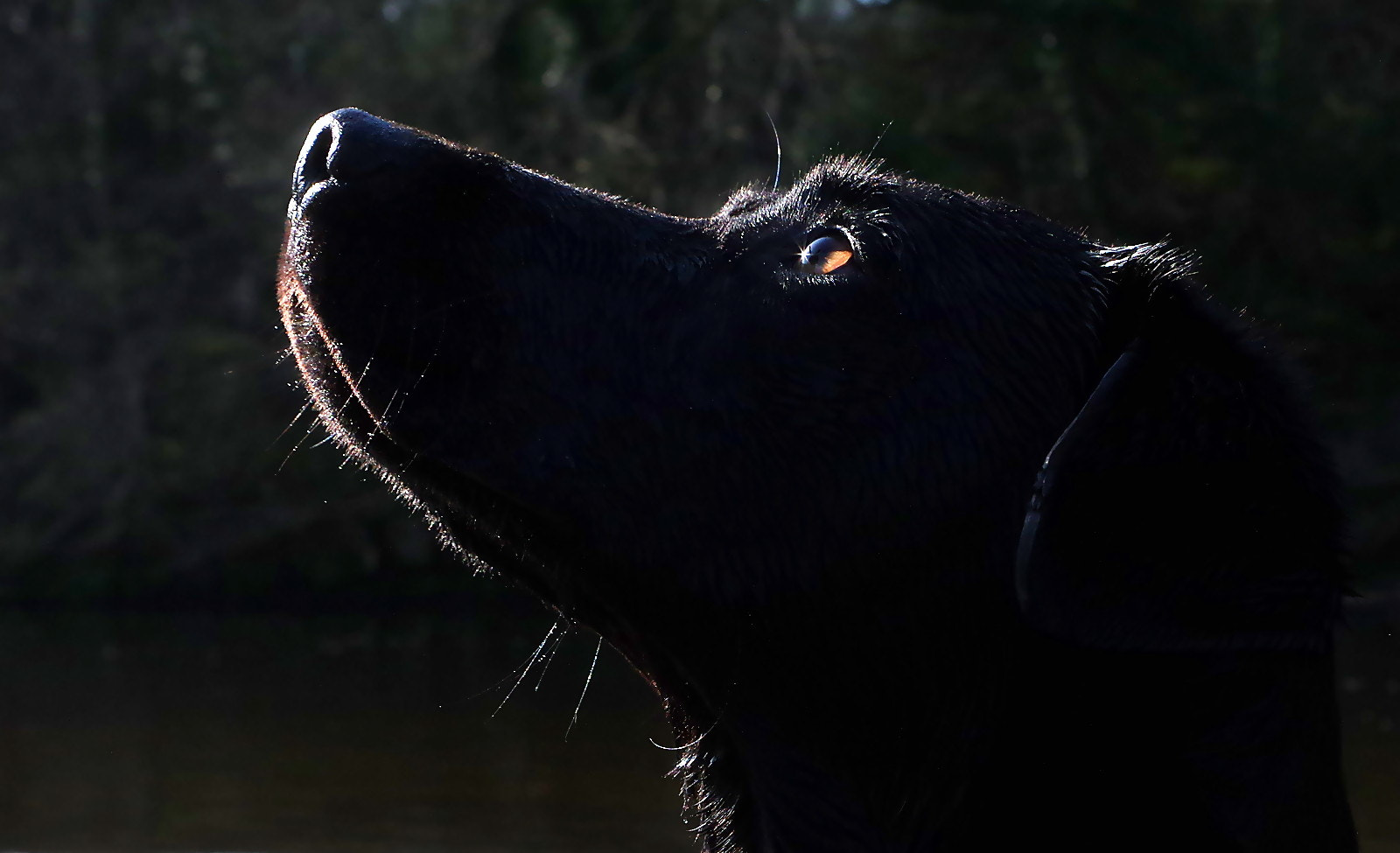Pentax K-3 sample photo. Black dog on black background photography