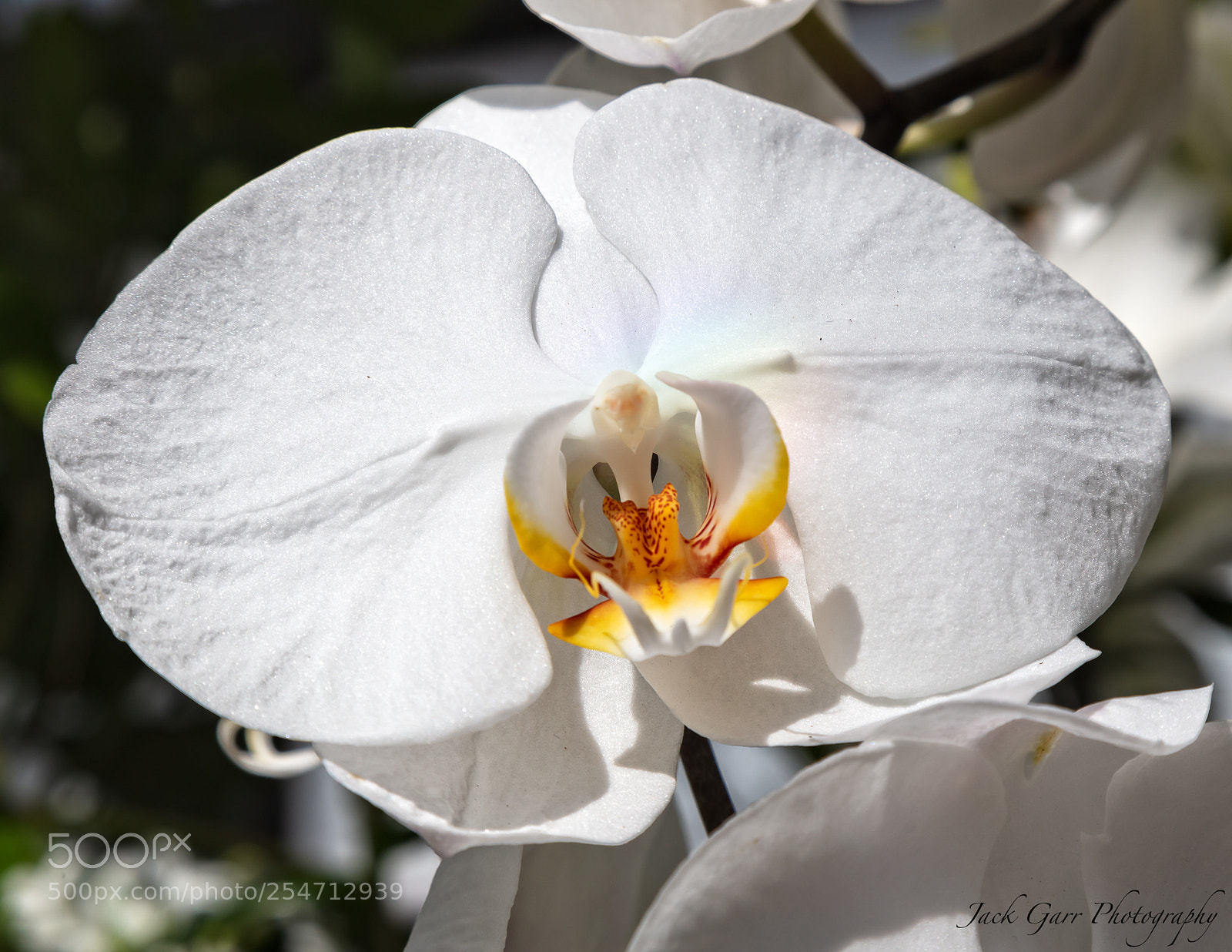 Canon EOS 5DS sample photo. White dendrobium phalaenopsis photography
