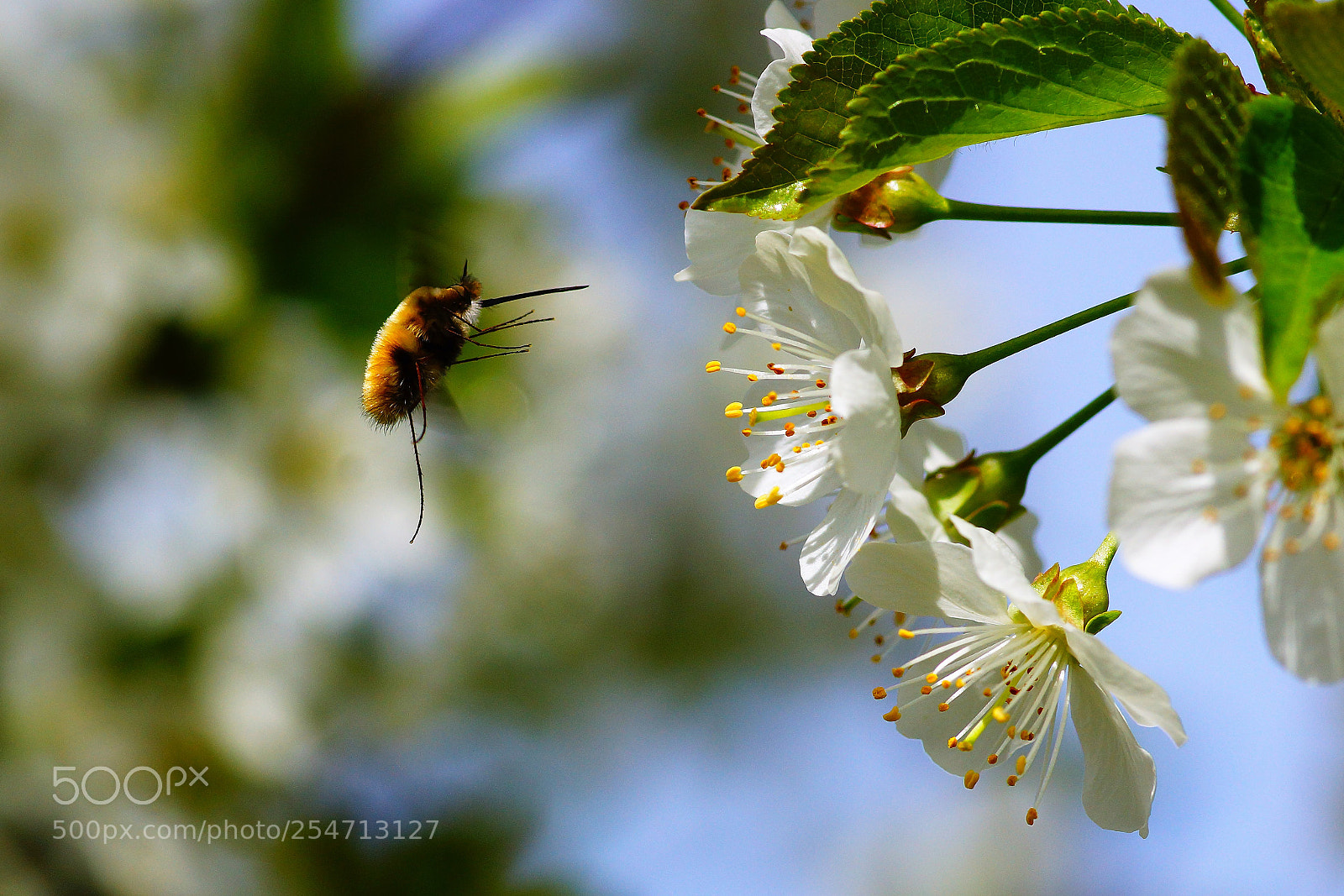 Sony SLT-A77 sample photo. Bombylius major kuku czy photography