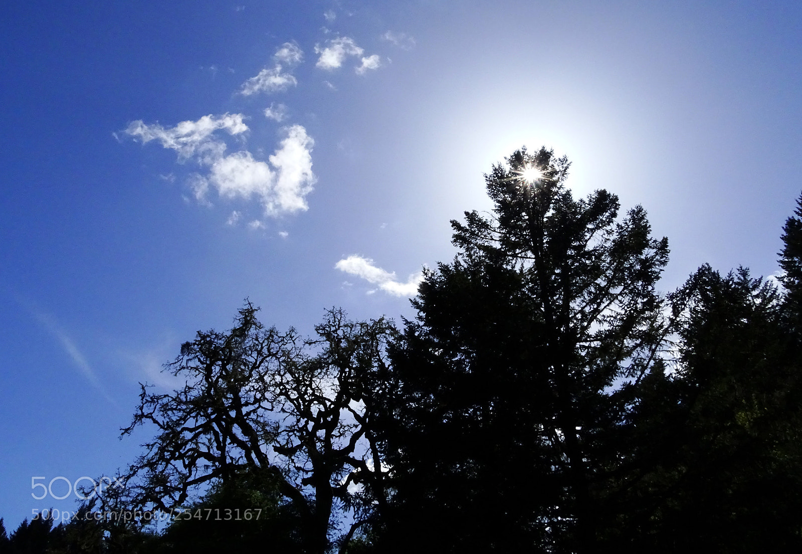 Sony Cyber-shot DSC-HX400V sample photo. Clouds & trees photography