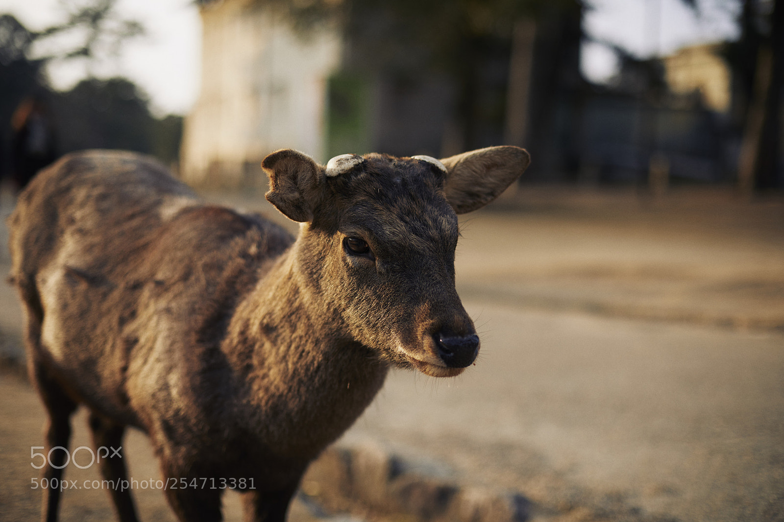 Canon EOS 5D Mark IV sample photo. Deer in nara park photography