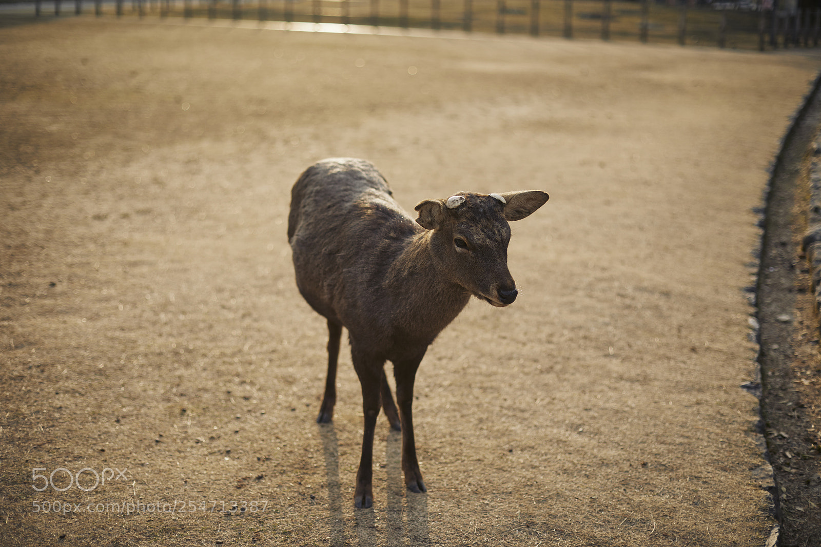 Canon EOS 5D Mark IV sample photo. Deer in nara park photography