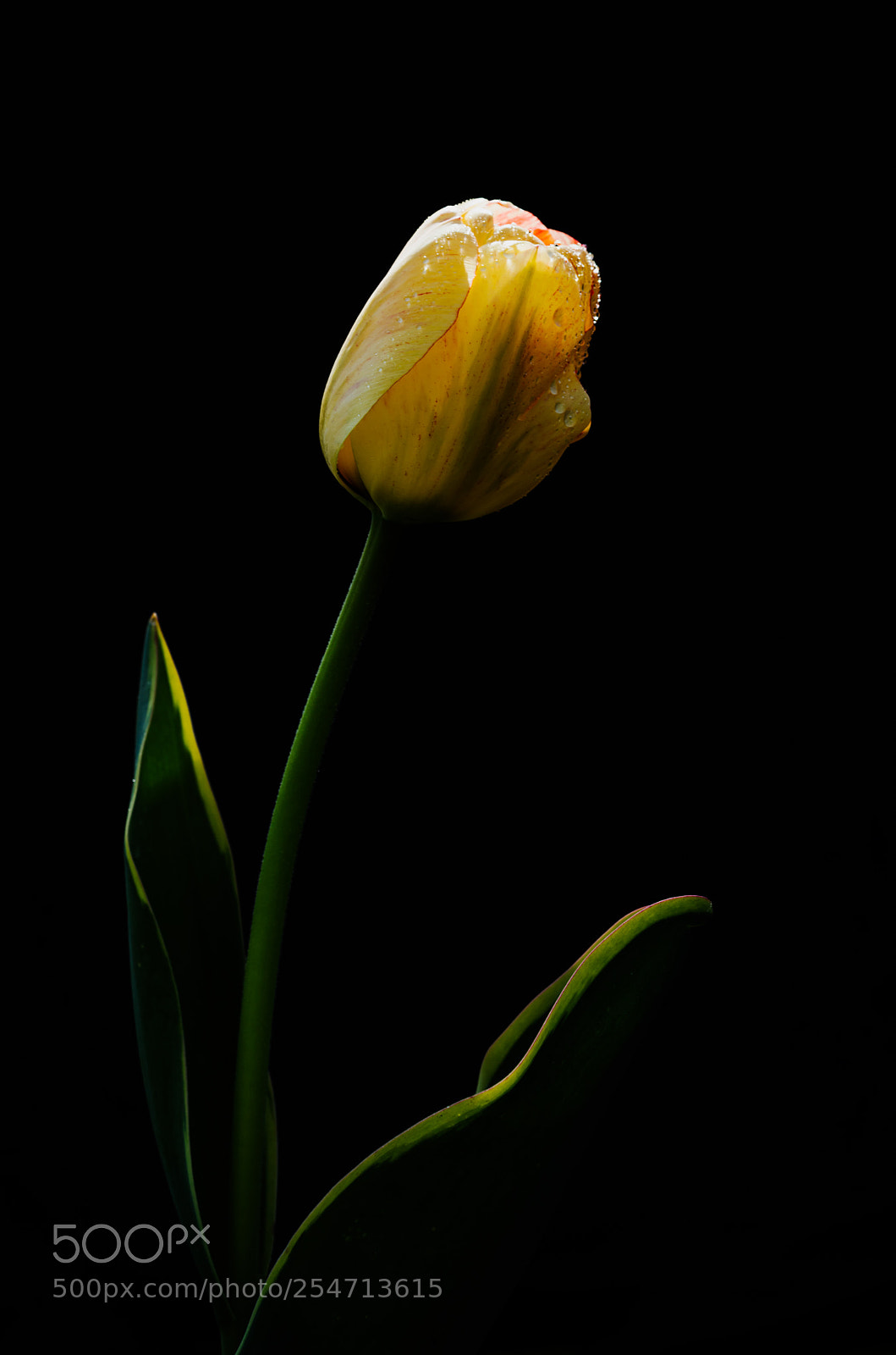 Canon EOS 6D Mark II sample photo. Untitled photography