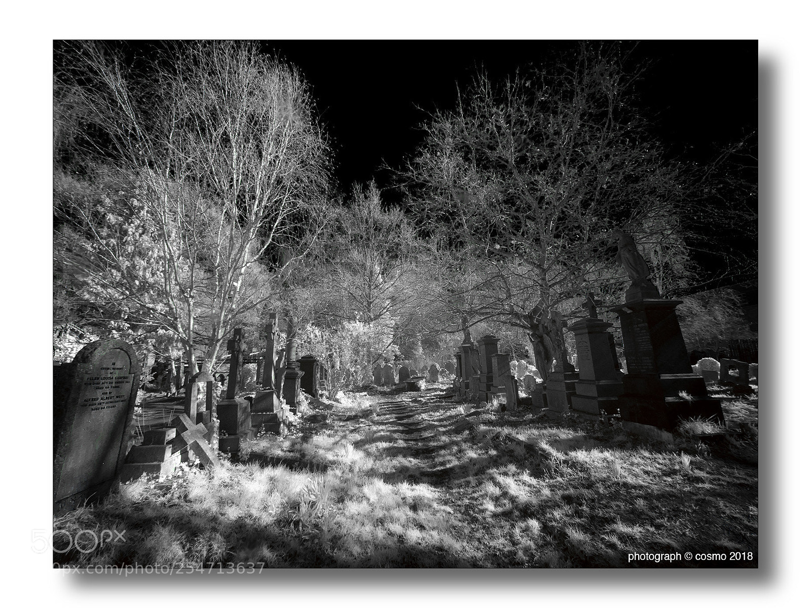Panasonic Lumix DMC-GX8 sample photo. Abney park cemetery #4. photography