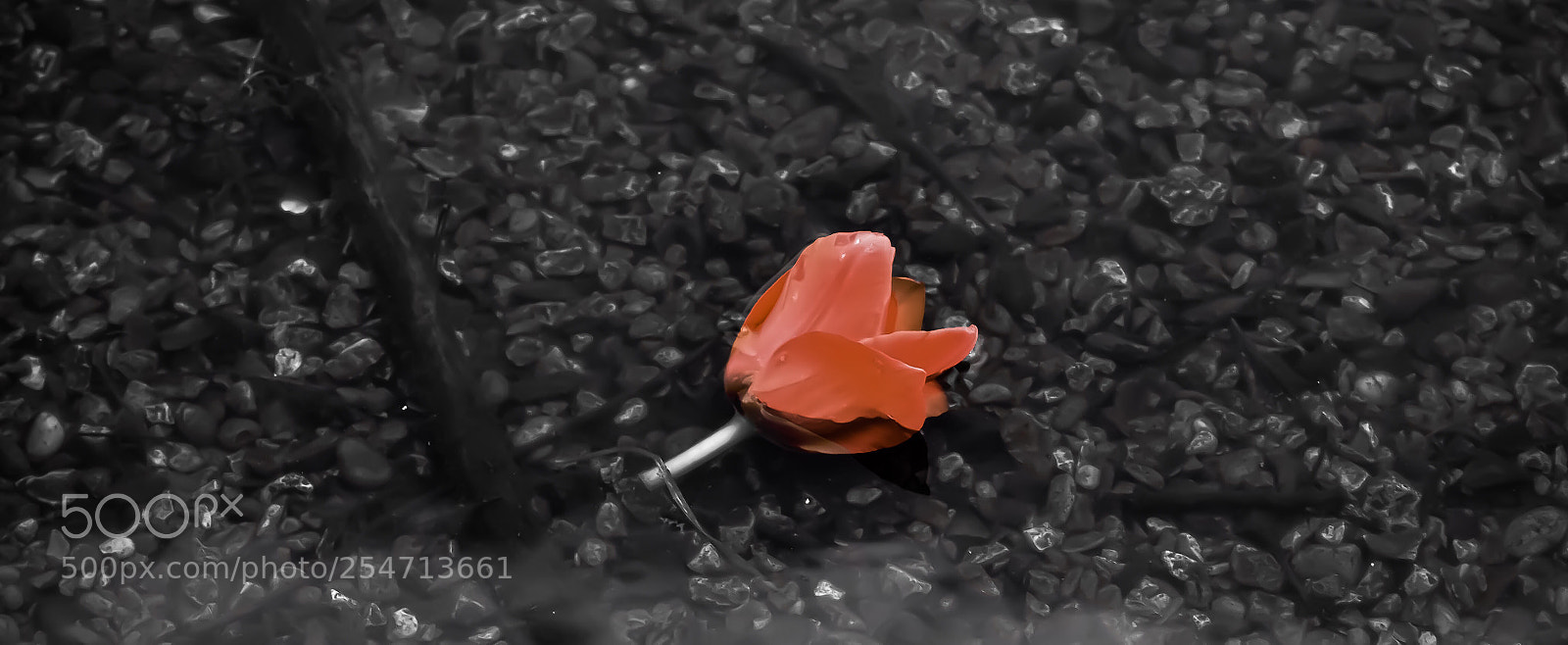 Nikon D3100 sample photo. Untitled photography