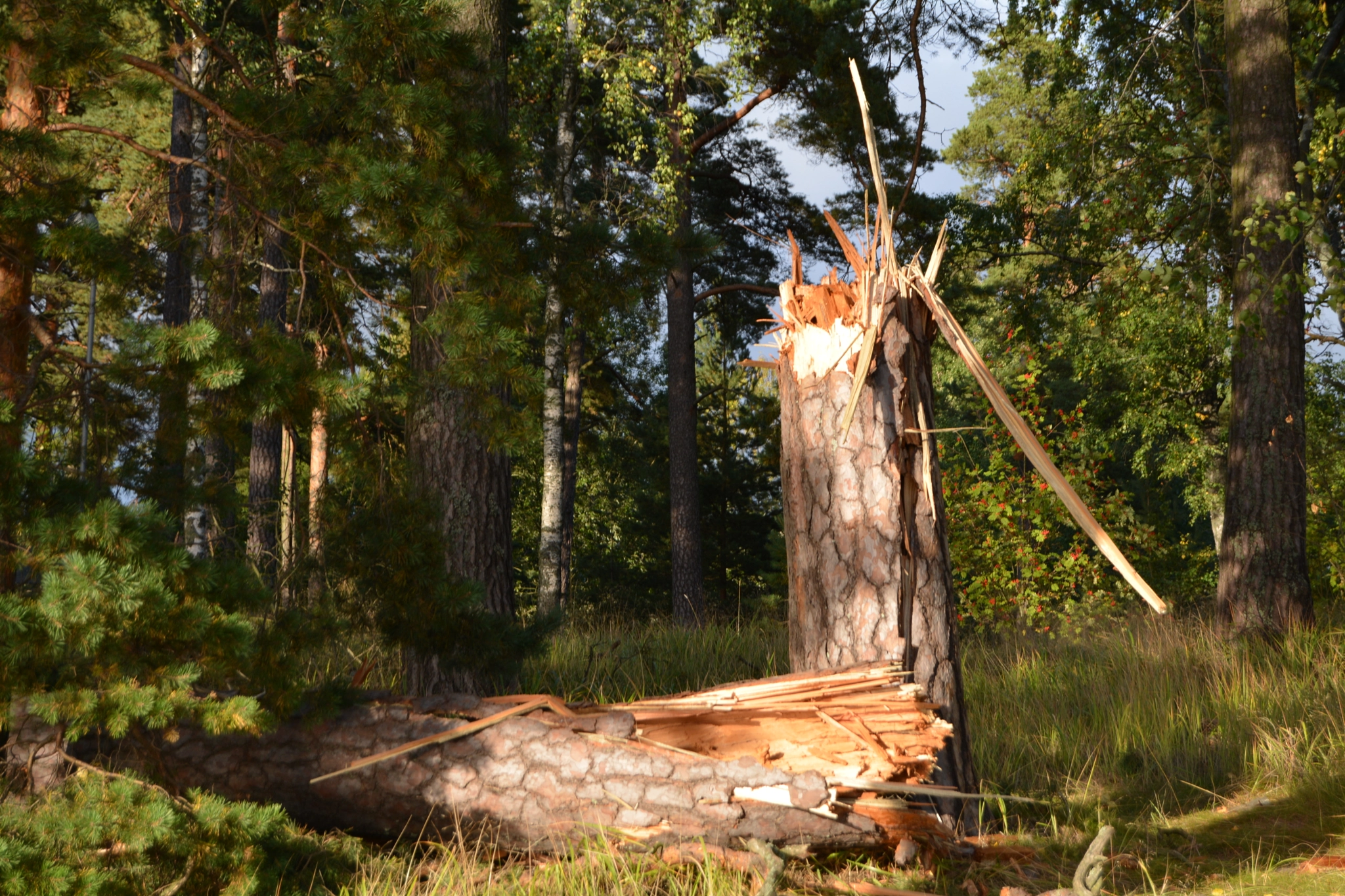 Nikon D5200 sample photo. Axel akseli photography