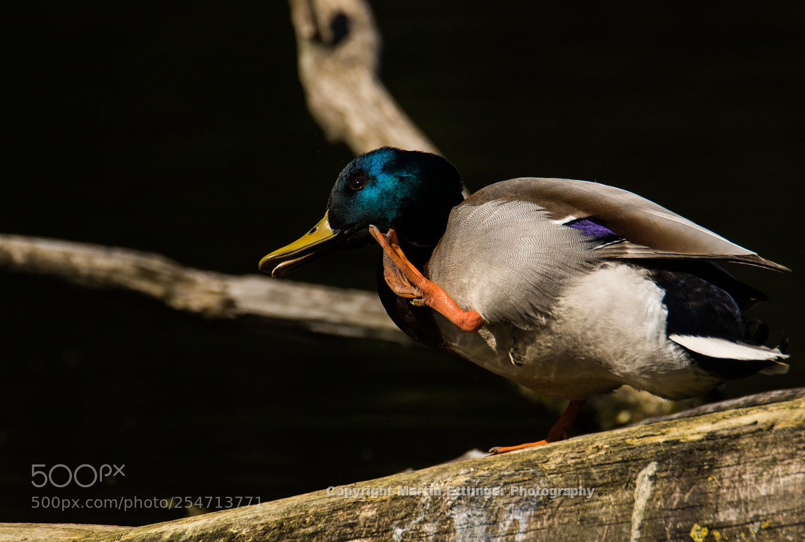 Canon EOS 7D Mark II sample photo. Mallard ( anas platyrhynchos) 21042018 photography