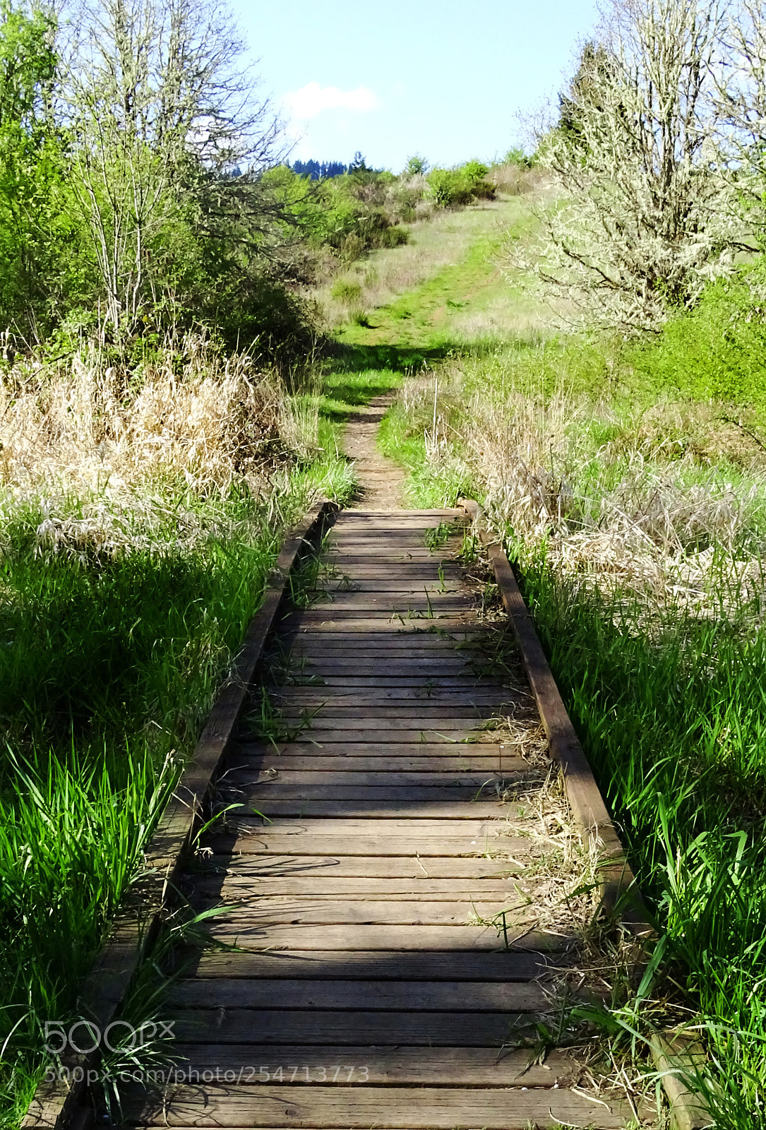 Sony Cyber-shot DSC-HX400V sample photo. Bridge & path photography