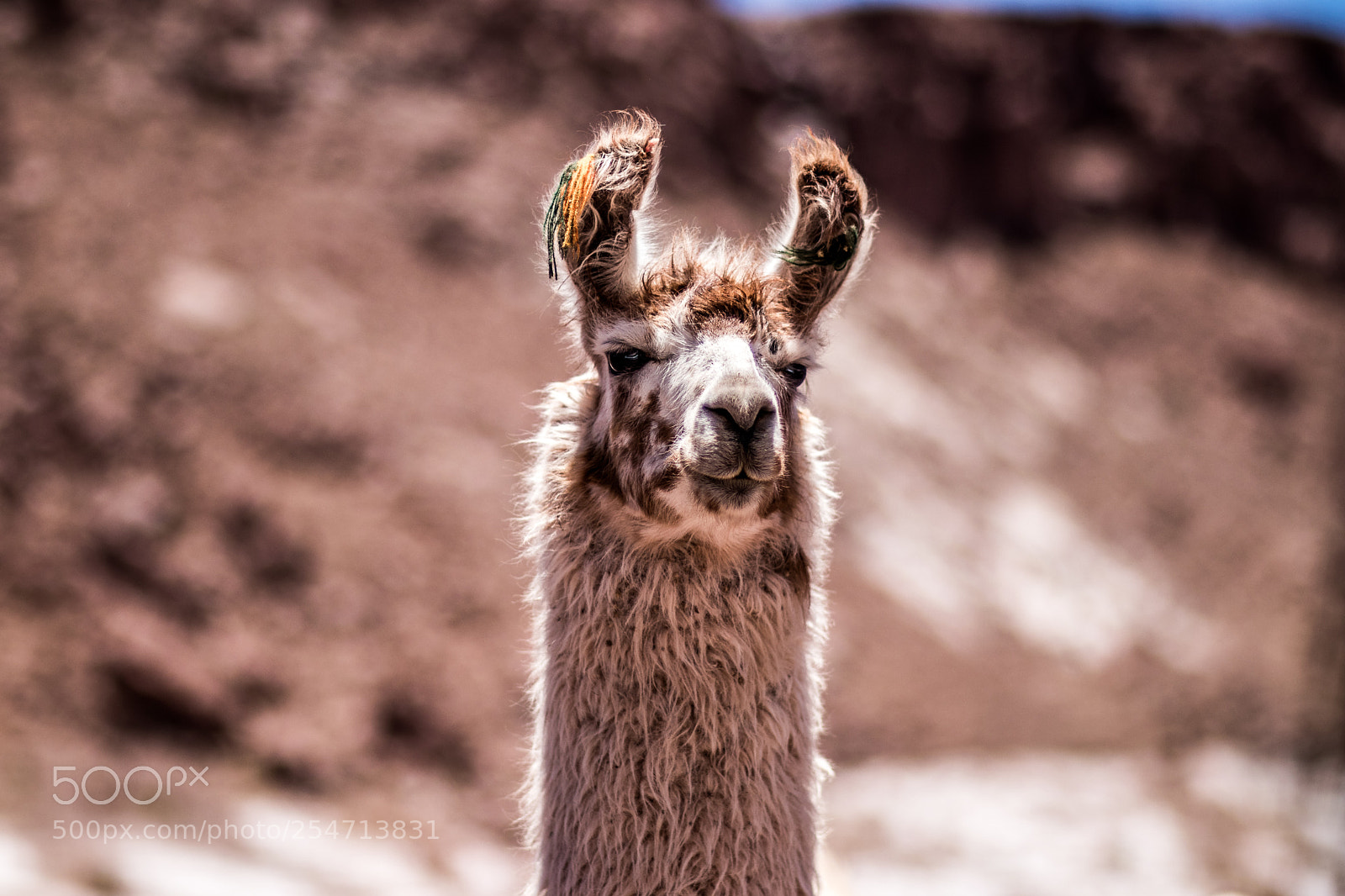 Canon EOS 80D sample photo. Llama photography