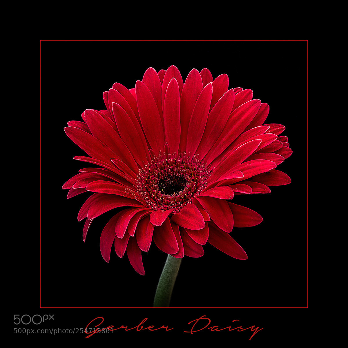 Canon EOS 5D Mark II sample photo. Gerber daisy photography