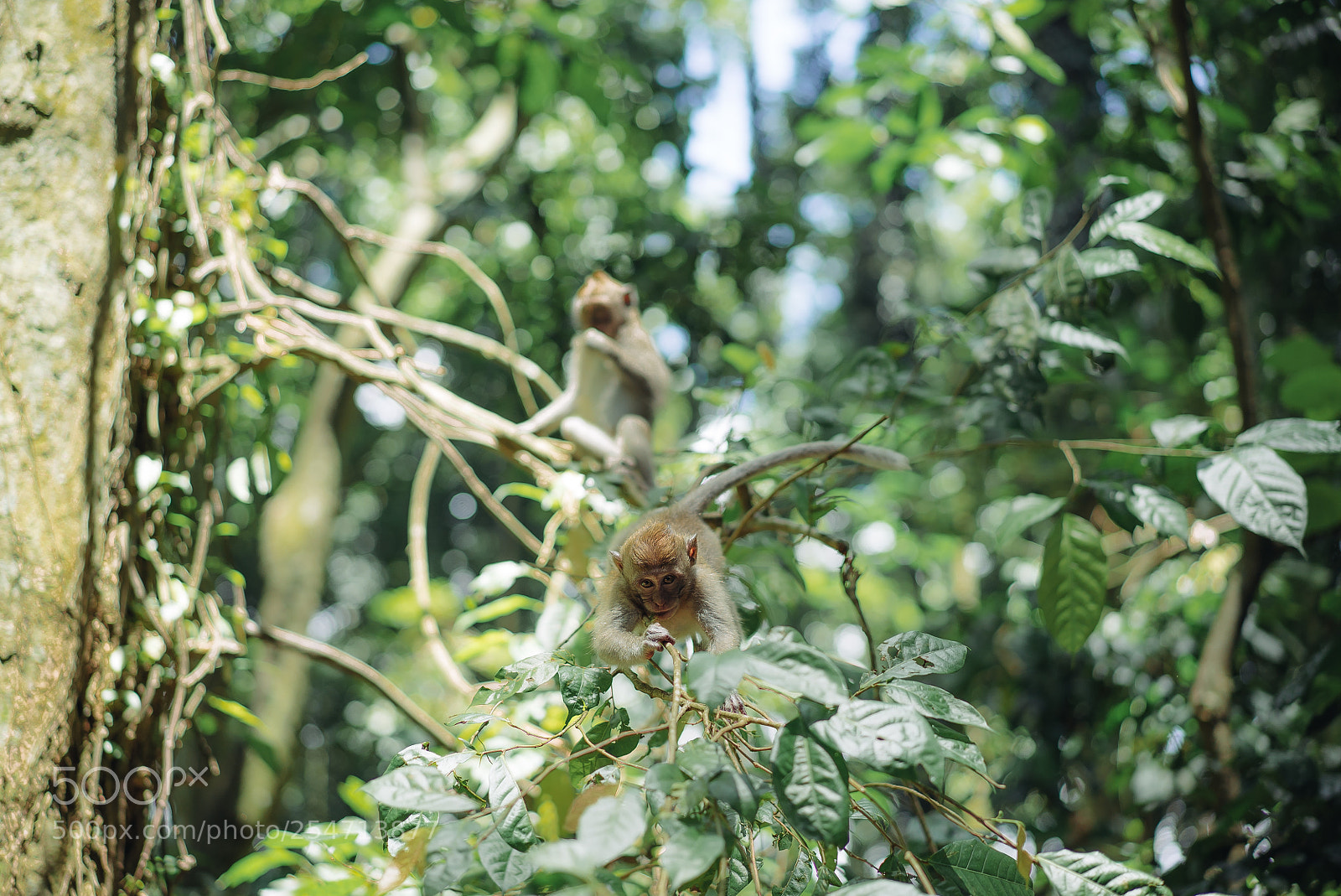 Sony a7S II sample photo. Monkey play photography