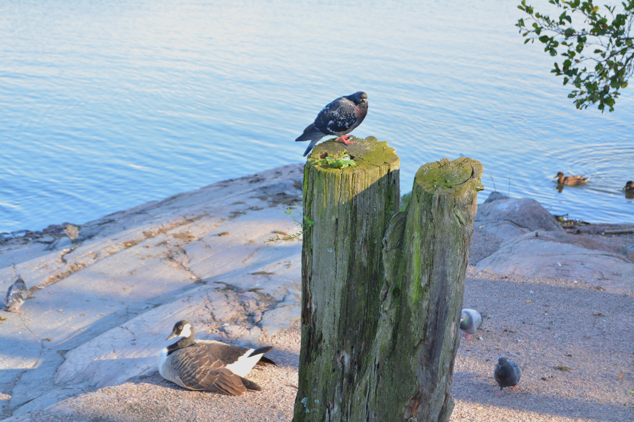 Nikon D5200 sample photo. Birds photography