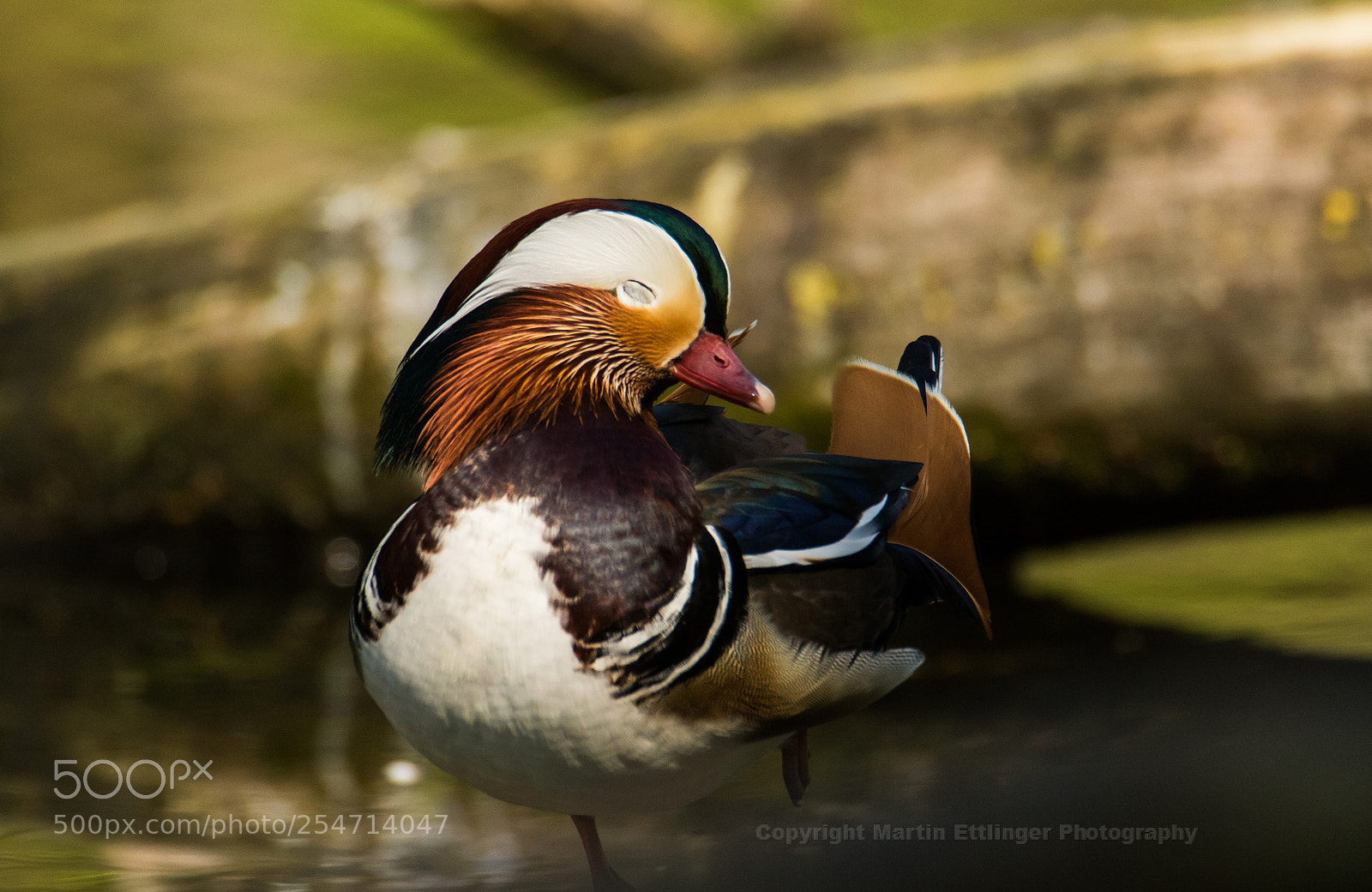 Canon EOS 7D Mark II sample photo. Mandarin duck aix galericulata photography