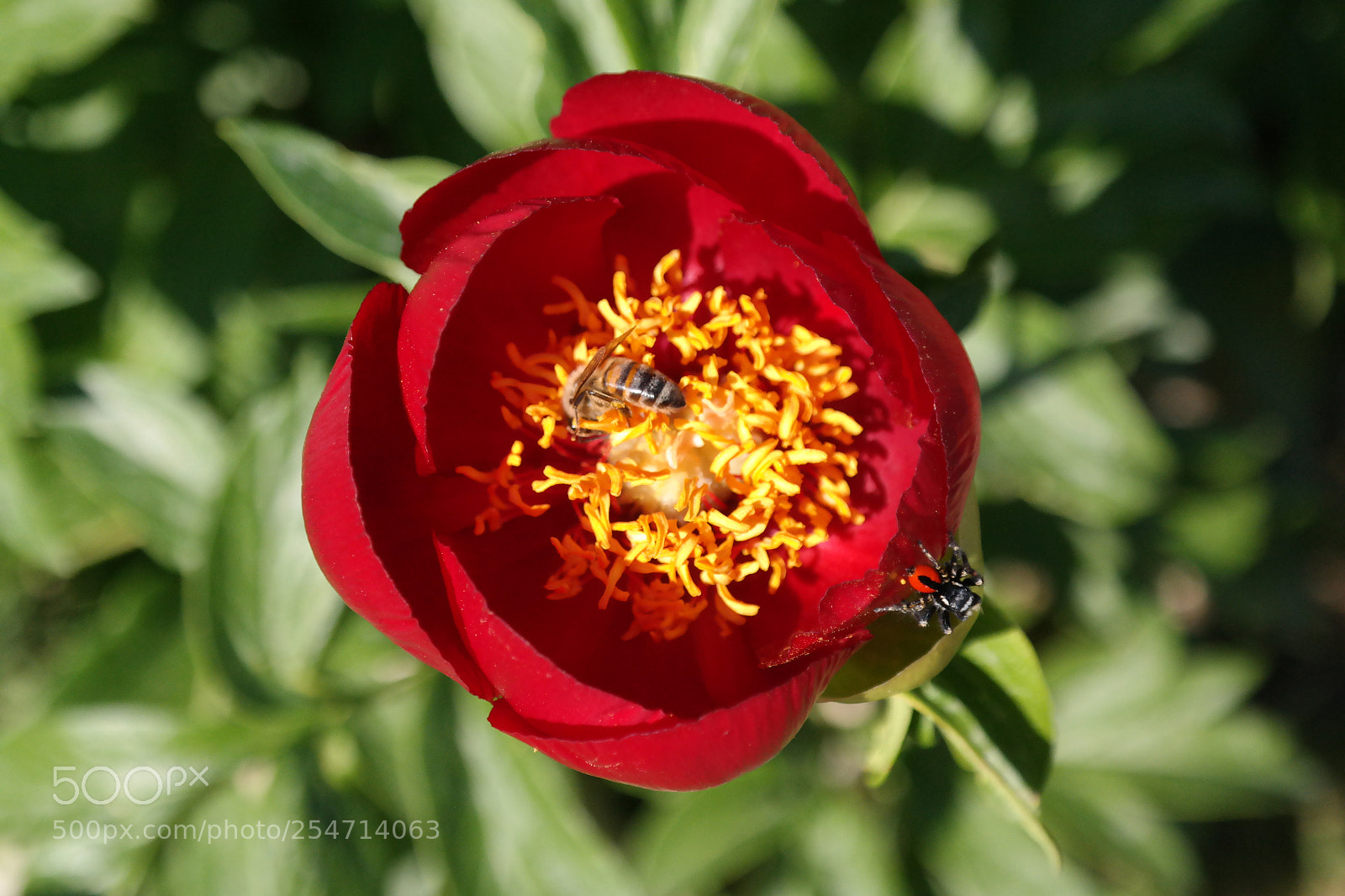 Samsung NX30 sample photo. Untitled photography