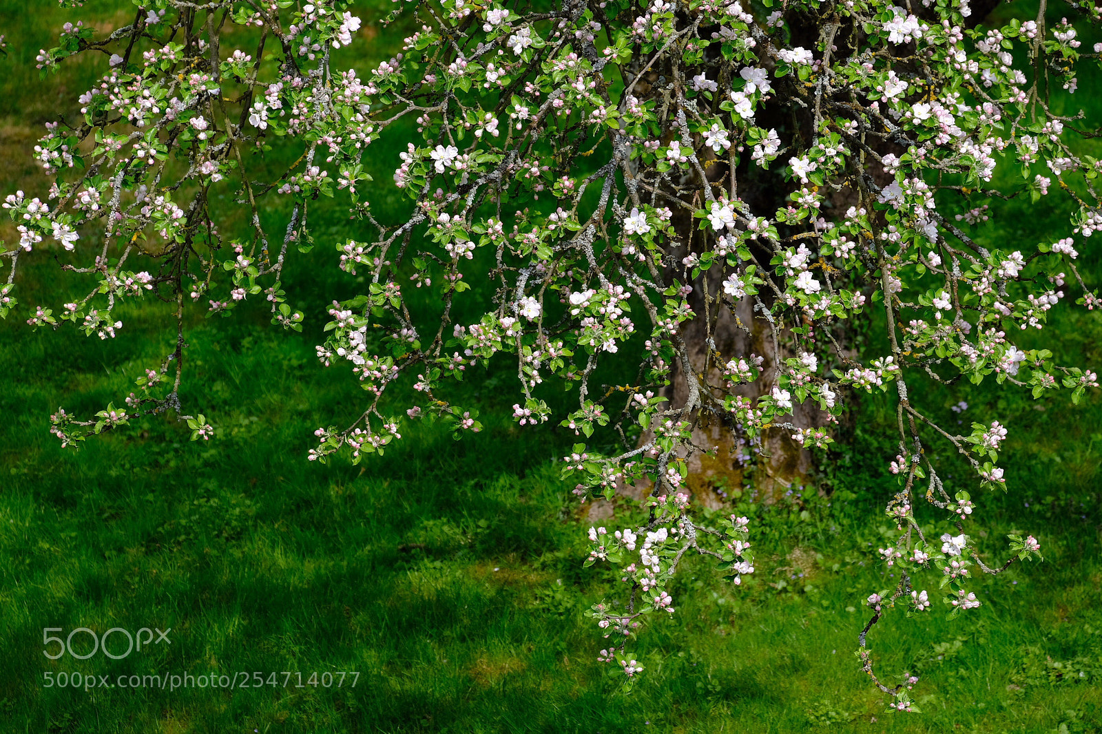 Fujifilm X-E3 sample photo. Apple-tree photography
