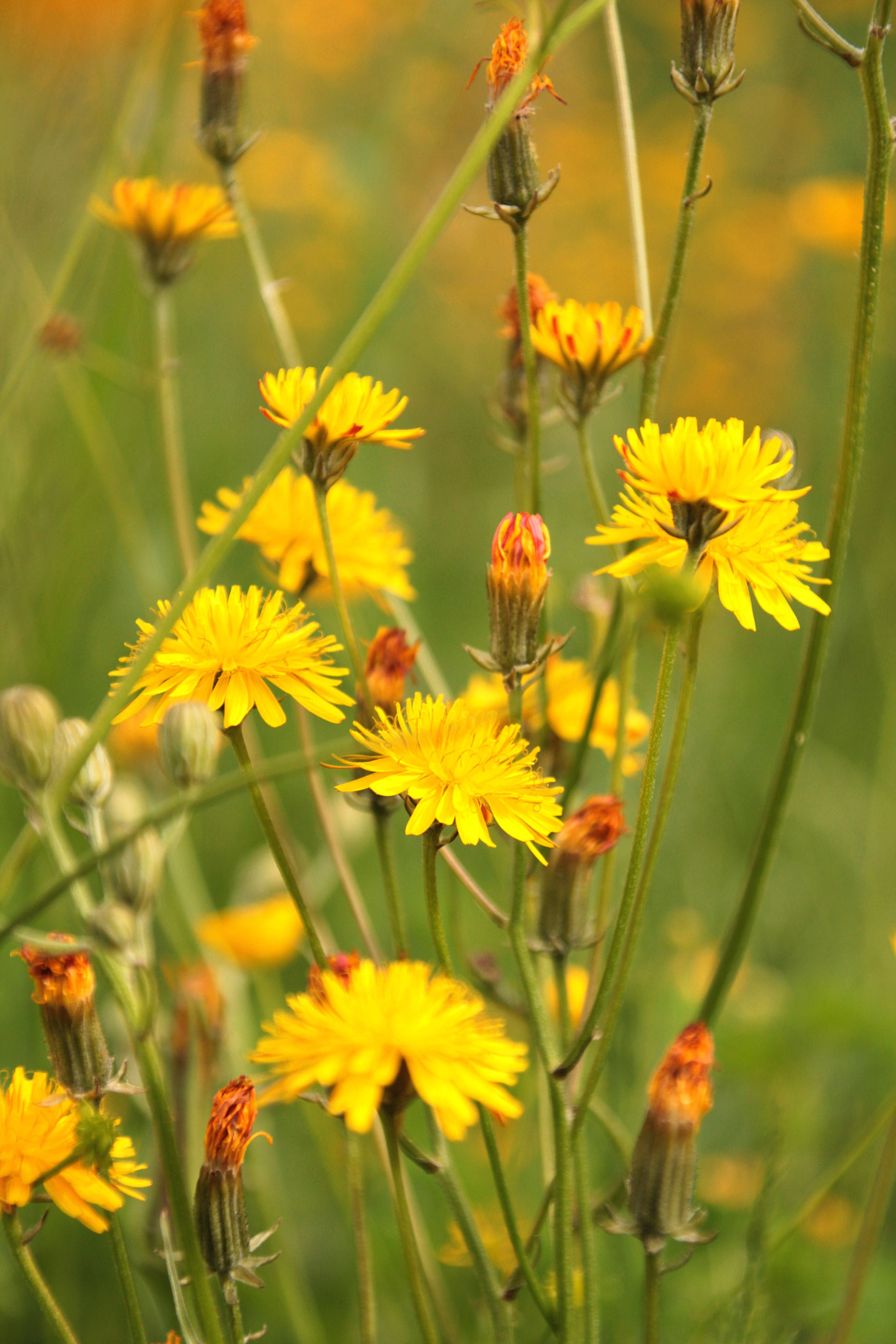 Canon TS-E 90mm F2.8 Tilt-Shift sample photo. Spring flowers photography