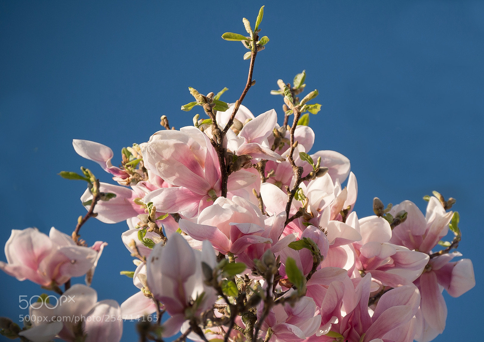 Panasonic DMC-G70 sample photo. Magnolia photography