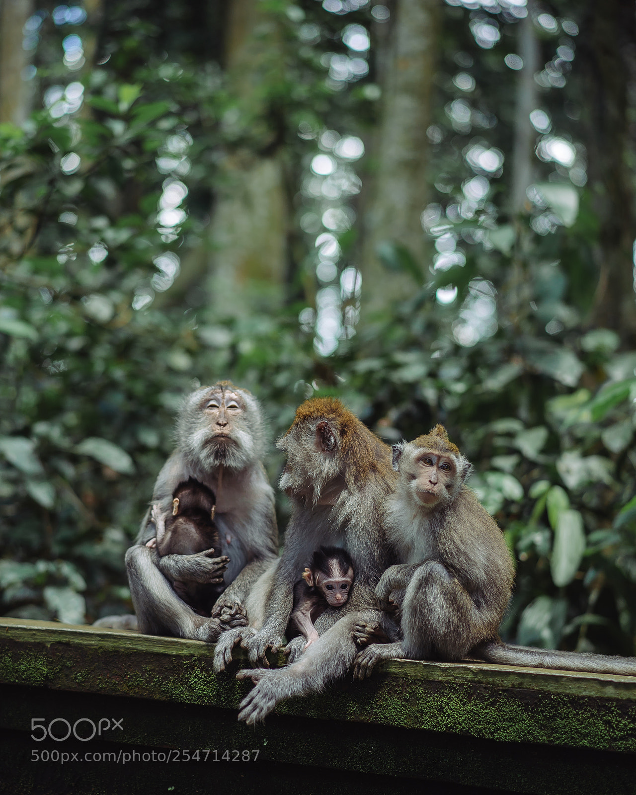 Sony a7S II sample photo. Monkey family photography
