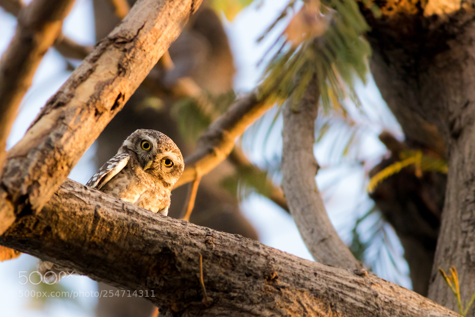 Canon EOS 750D (EOS Rebel T6i / EOS Kiss X8i) sample photo. Baby indian owl photography