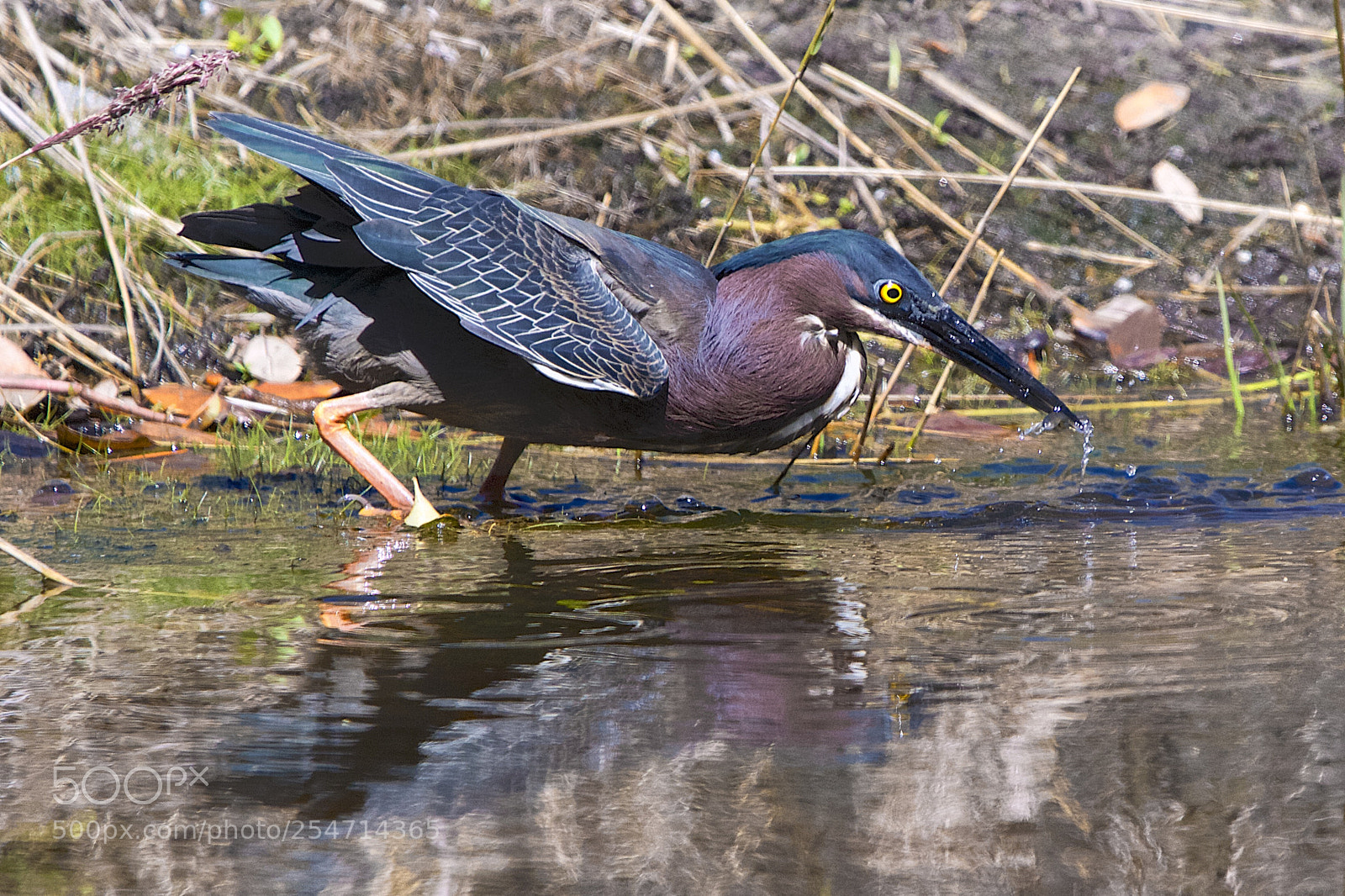 Canon EOS 7D sample photo. Green heron in motion photography
