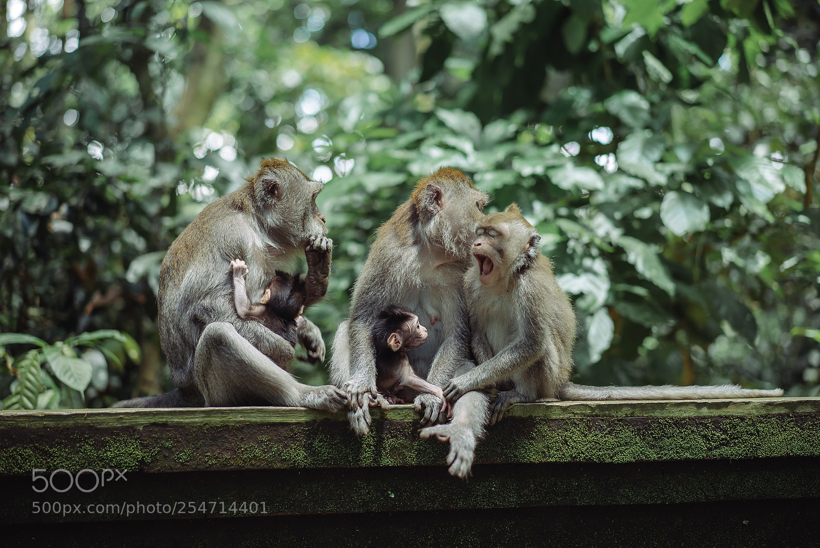 Sony a7S II sample photo. Monkey family photography