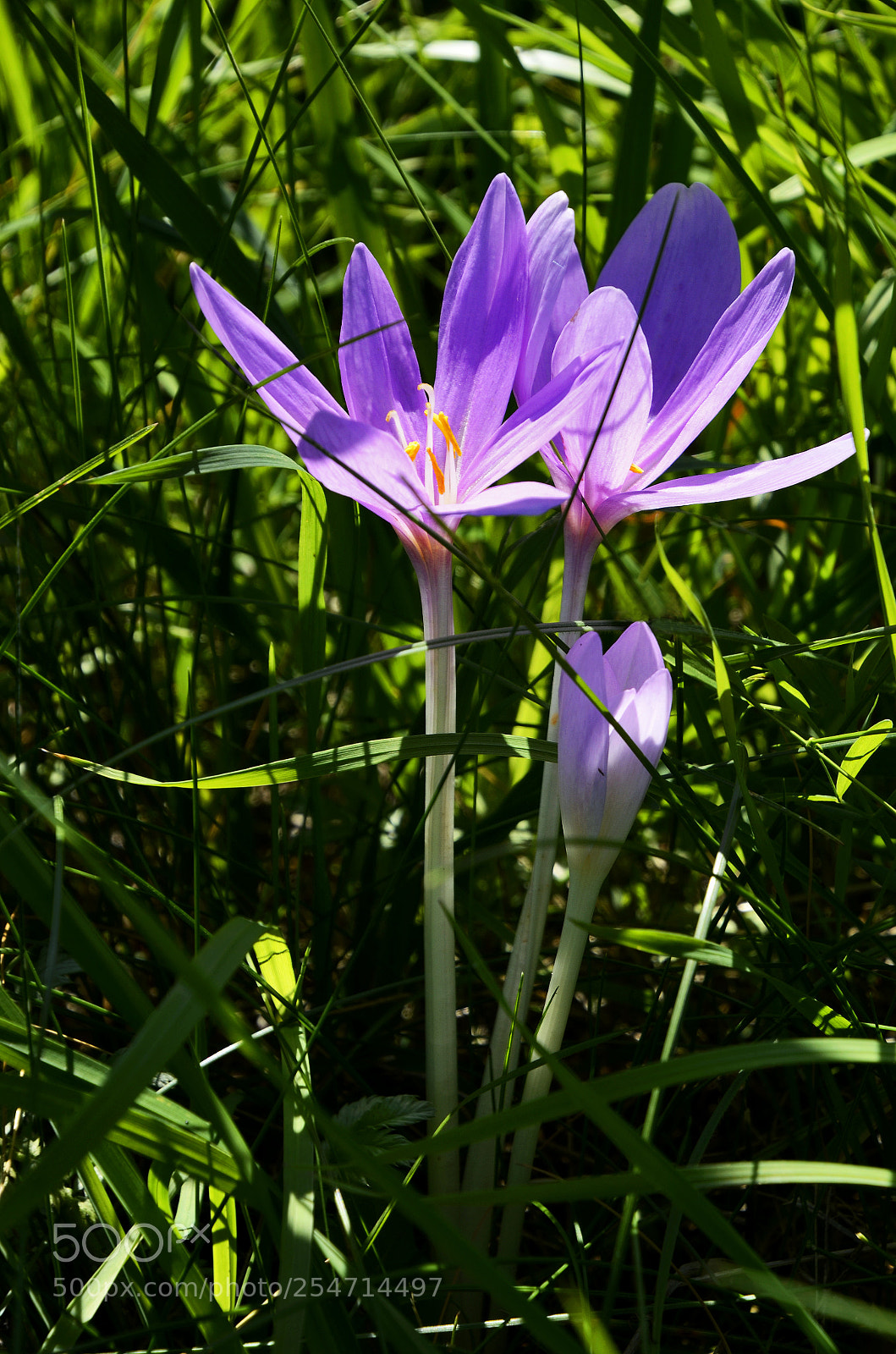 Nikon D7000 sample photo. Day 40 - start photography