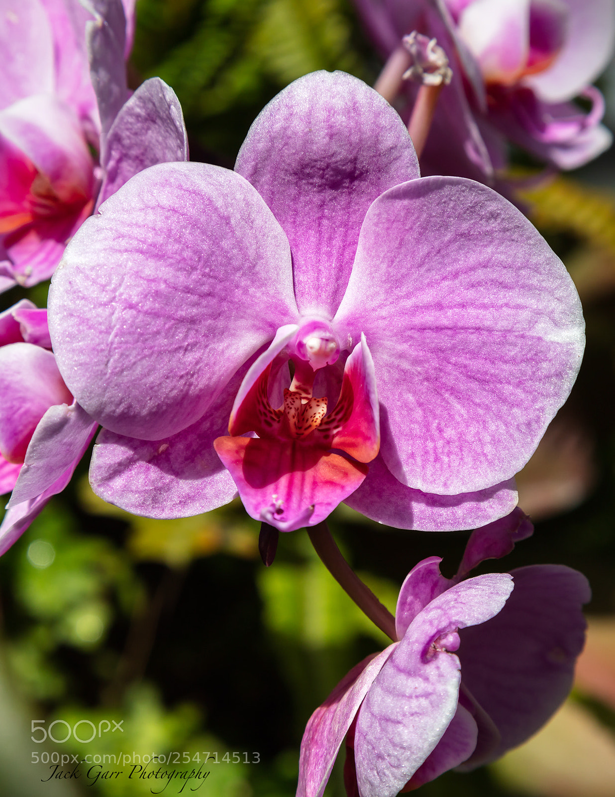 Canon EOS 5DS sample photo. Pink dendrobium phalaenopsis photography