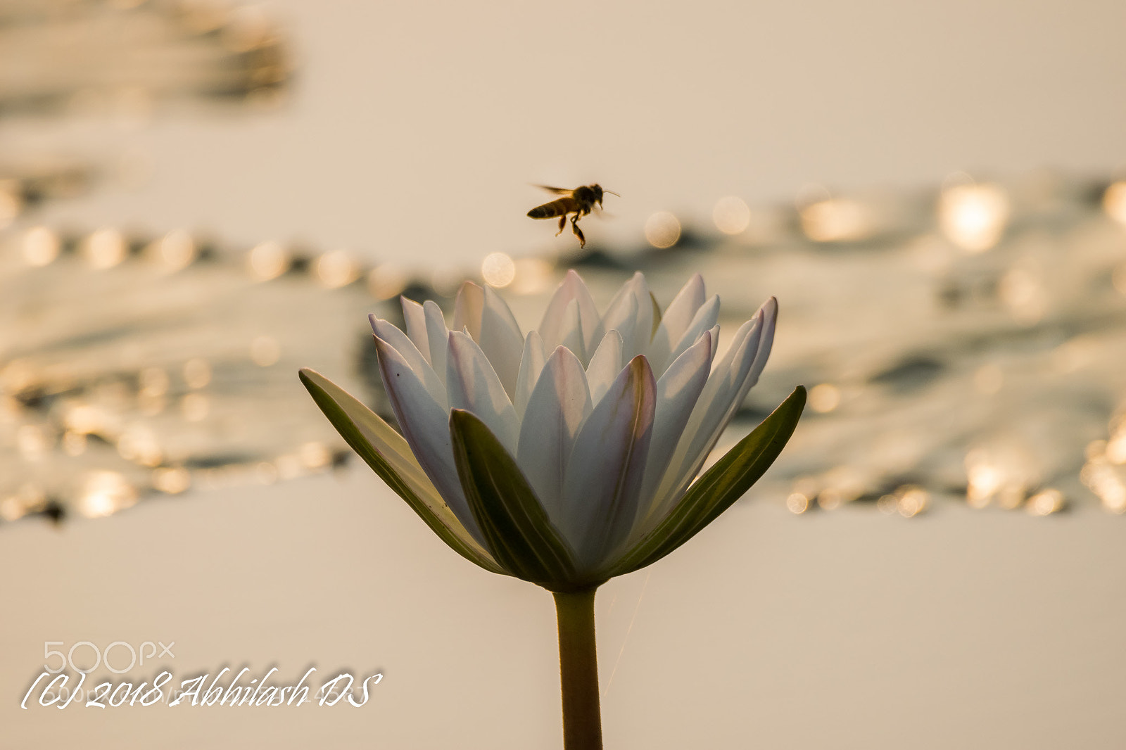 Nikon D5300 sample photo. Untitled photography