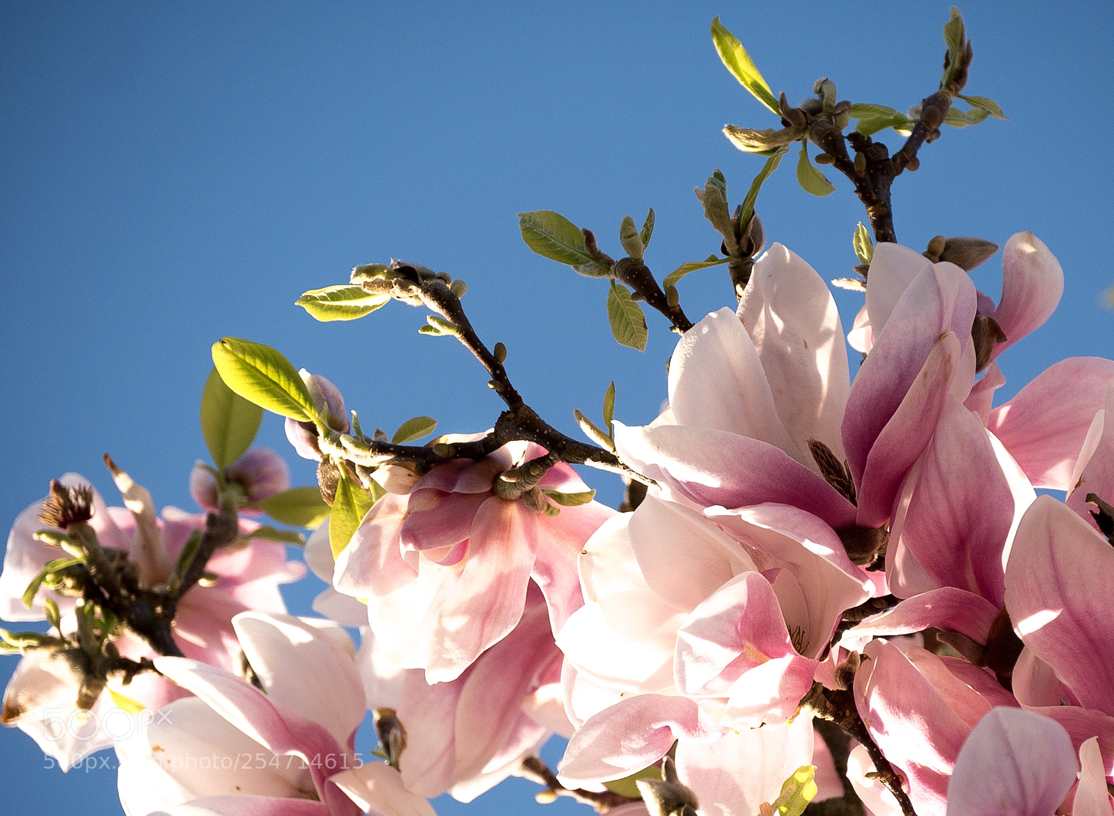 Panasonic DMC-G70 sample photo. Magnolia photography
