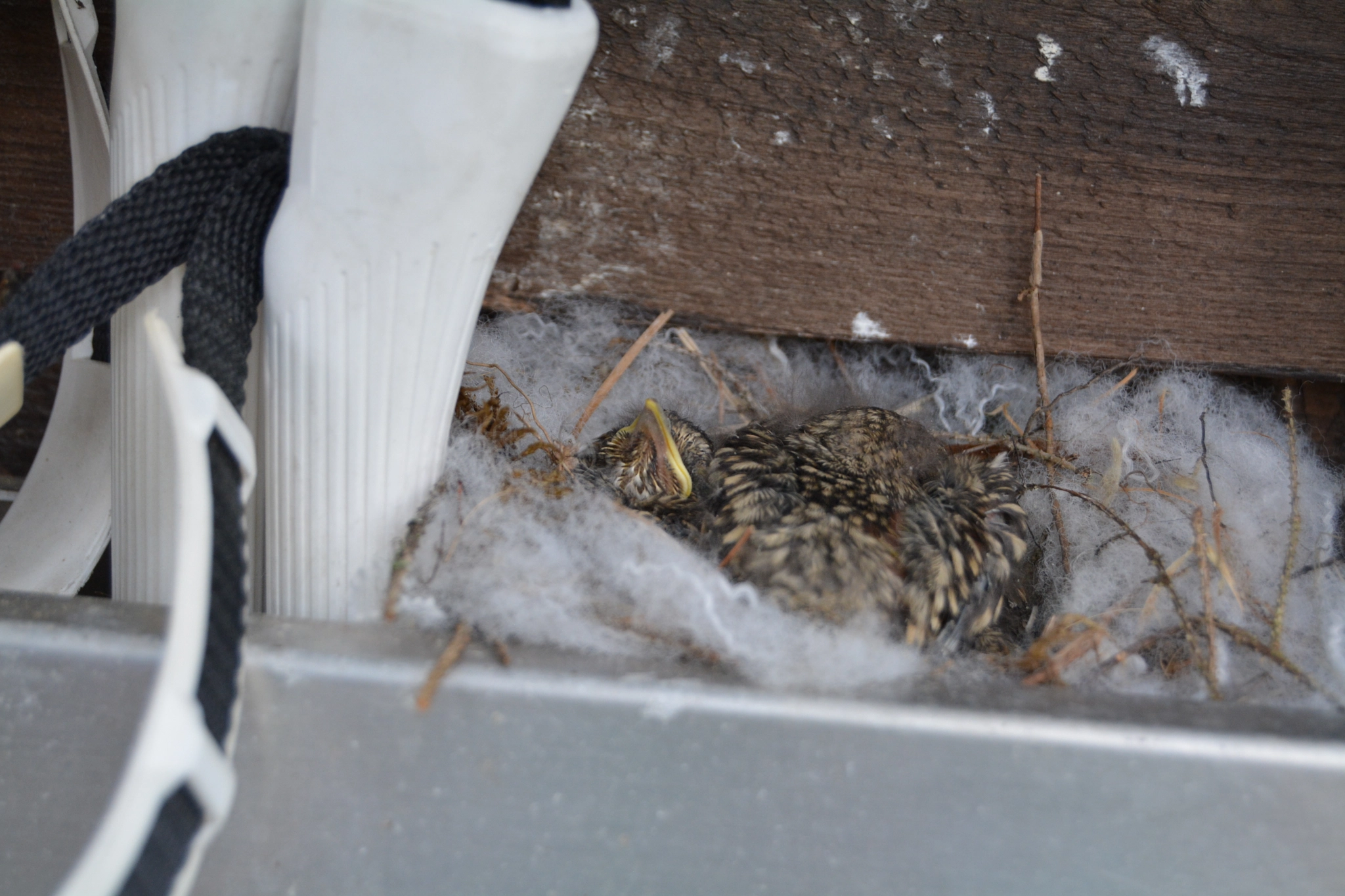 Nikon D5200 sample photo