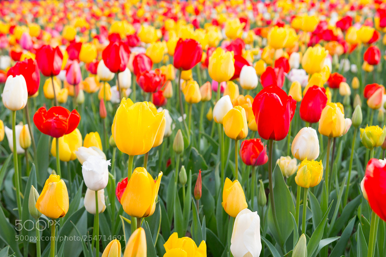 Canon EOS 70D sample photo. Tulip（チューリップ） photography