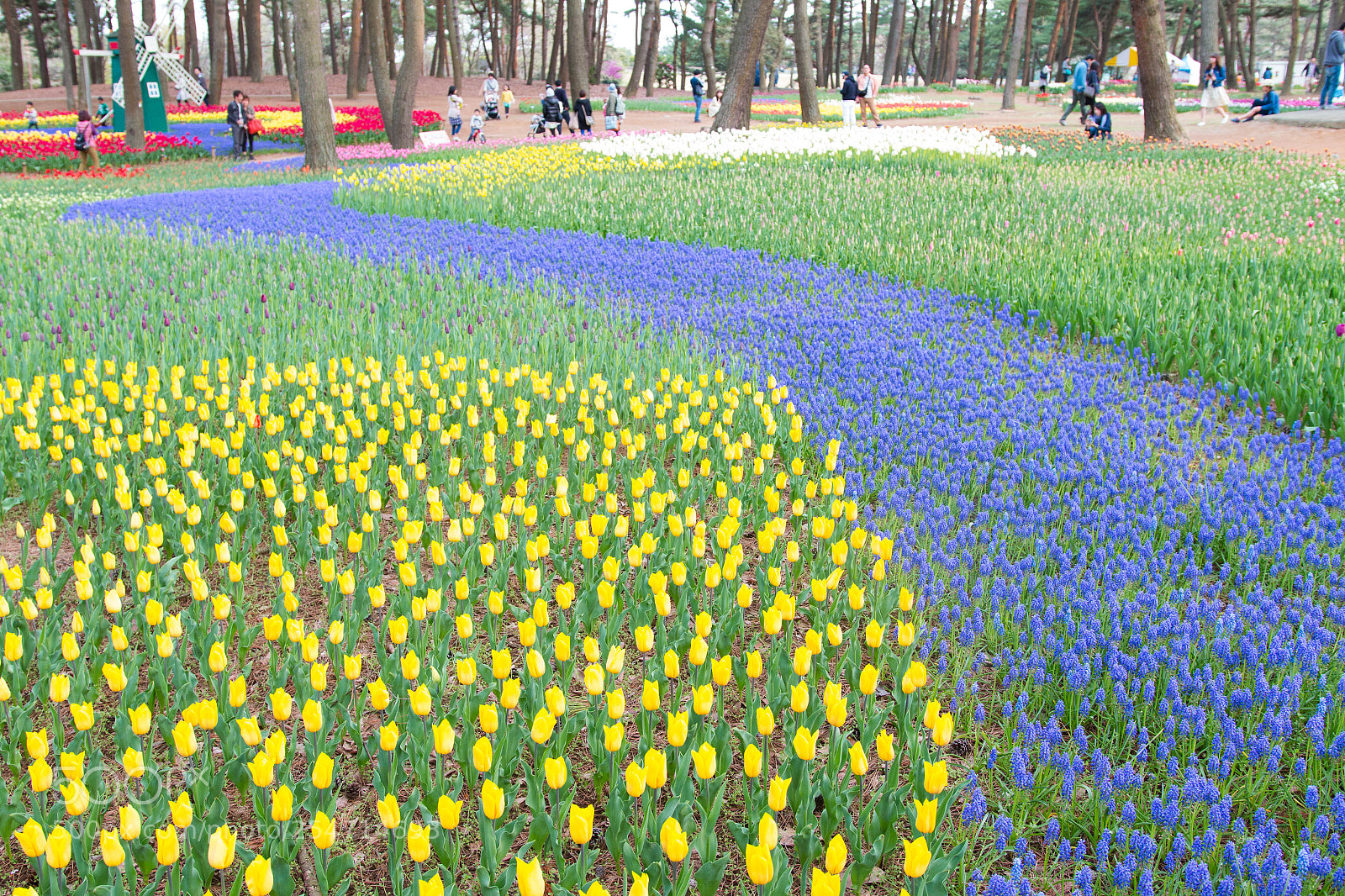 Canon EOS 70D sample photo. Tulip（チューリップ） photography