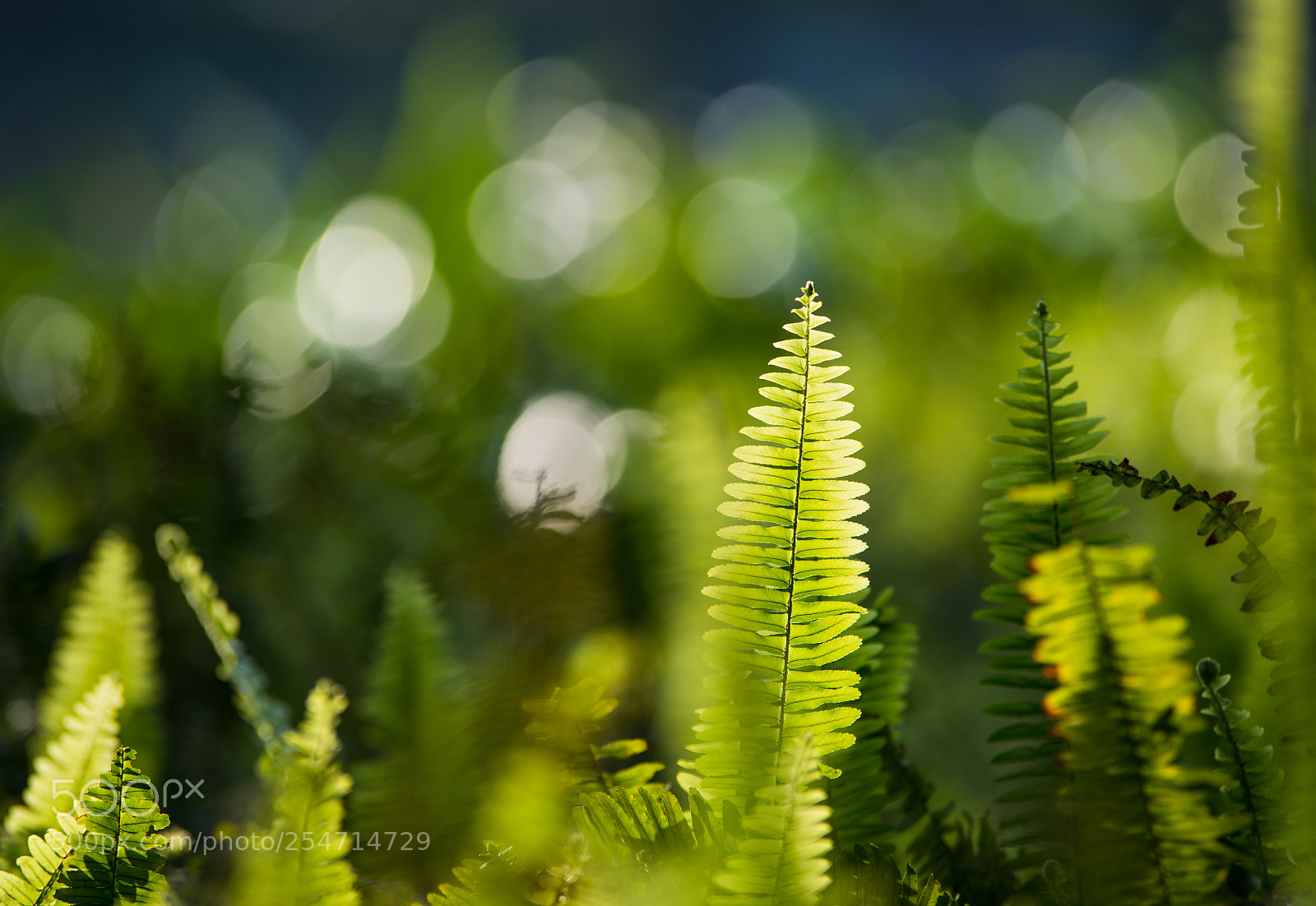 Nikon D810 sample photo. Untitled photography