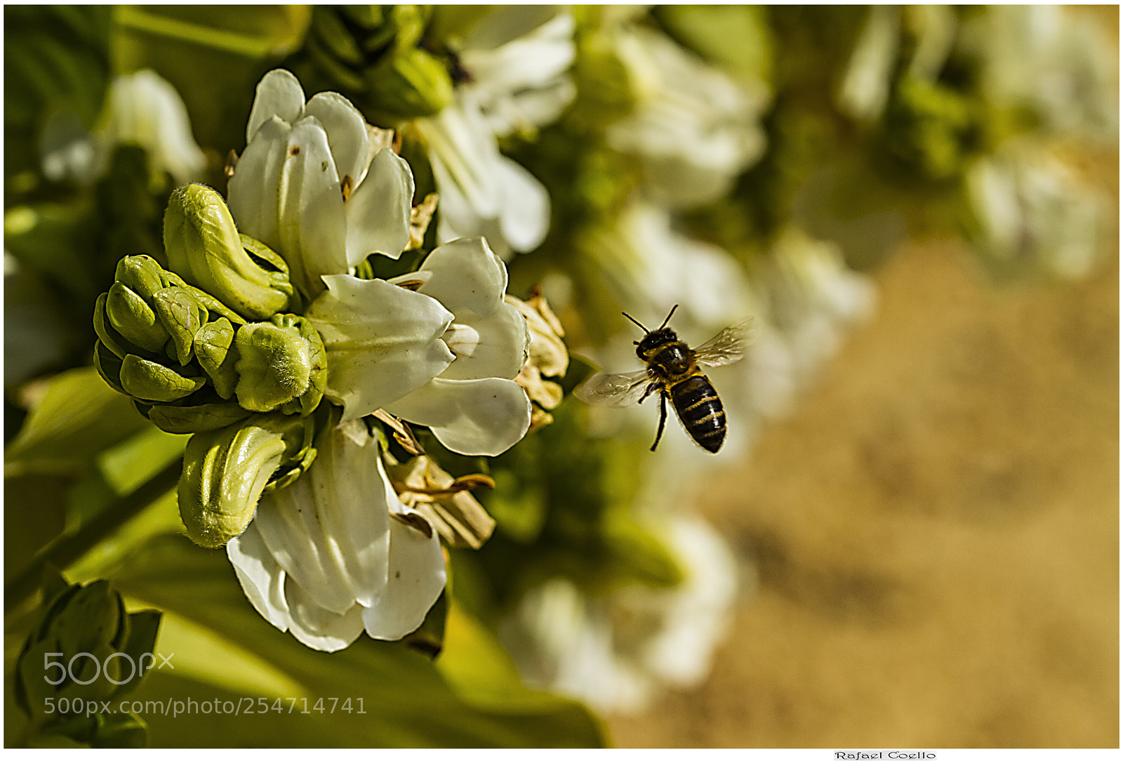 Canon EOS 7D sample photo. A bee in search photography