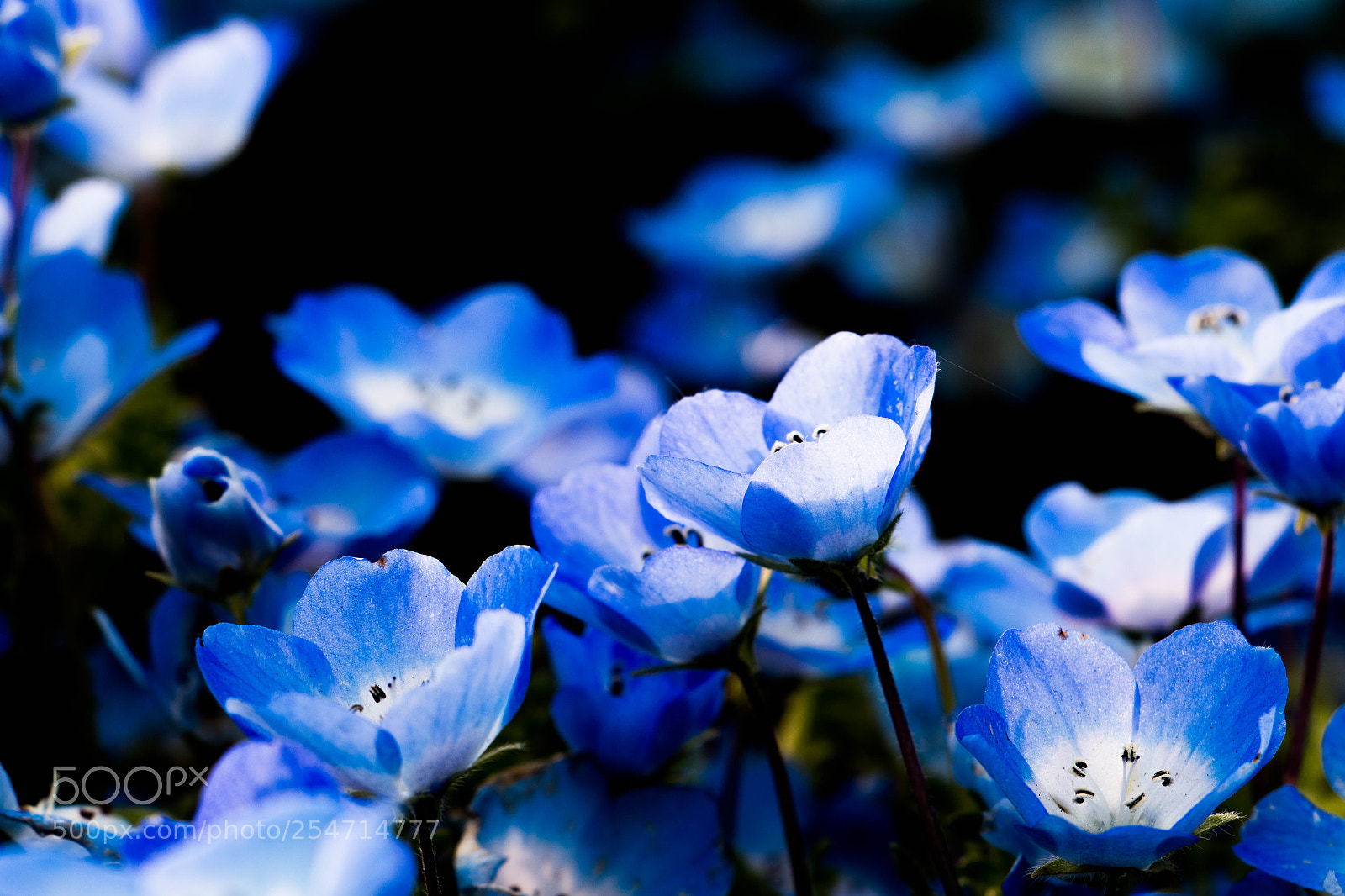 Canon EOS 70D sample photo. Nemophila（ネモフィラ） photography