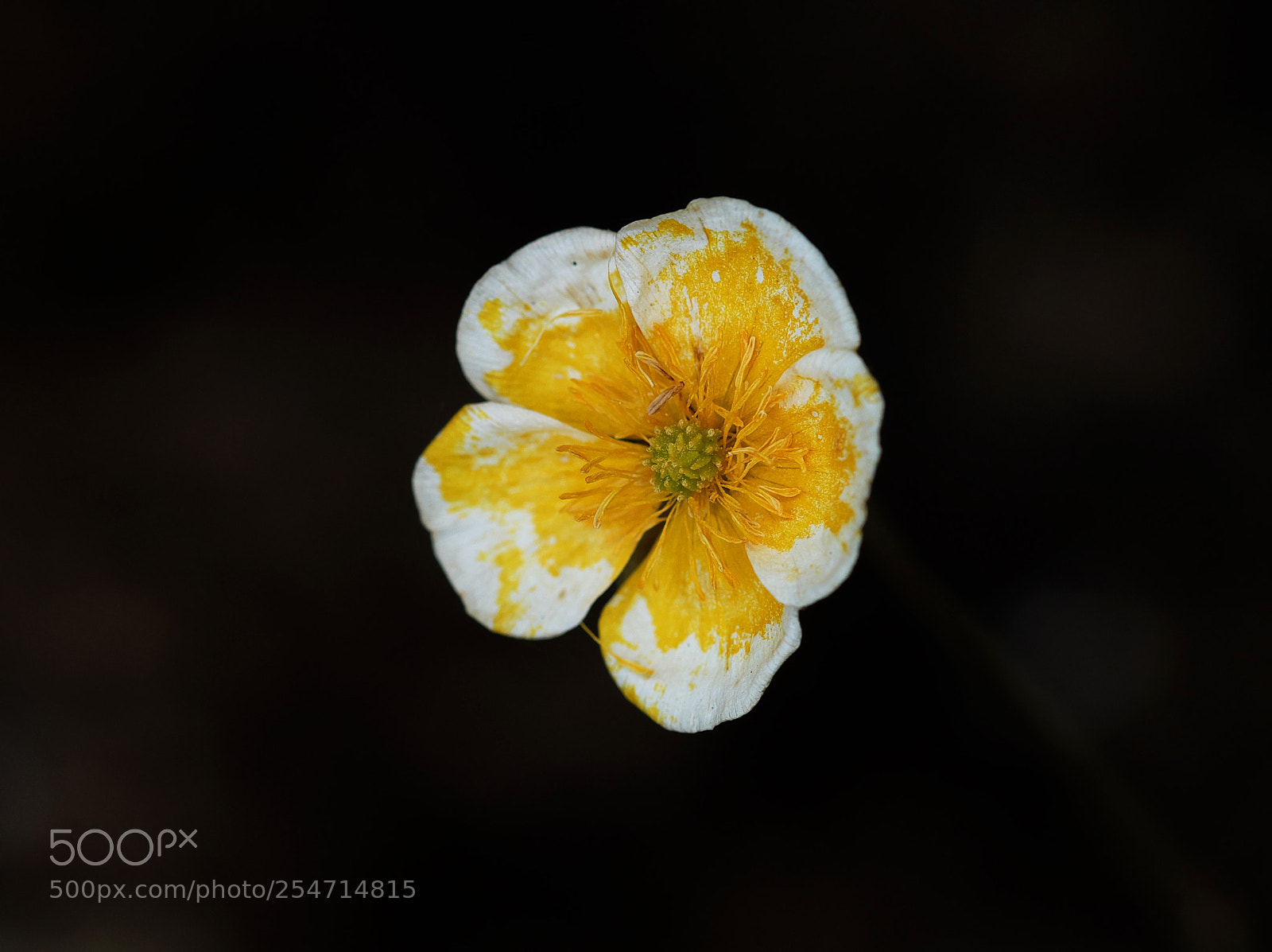Fujifilm X-M1 sample photo. Bleached flower photography