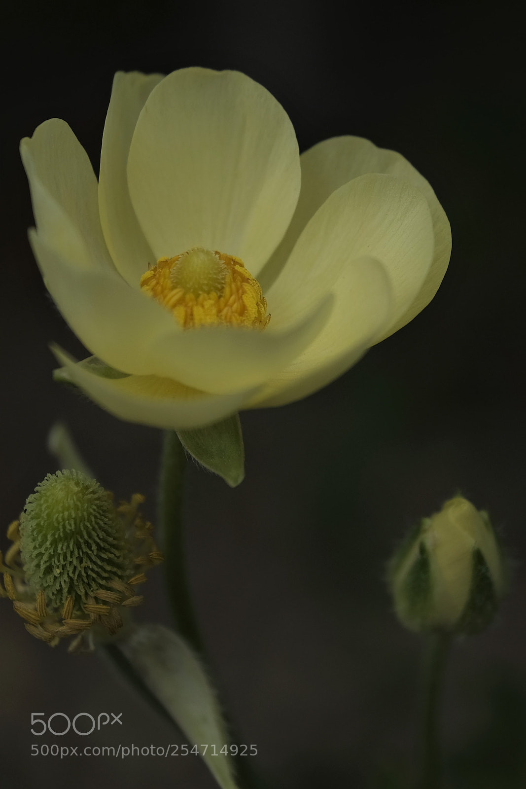 Fujifilm X-T2 sample photo. Even if not loved photography