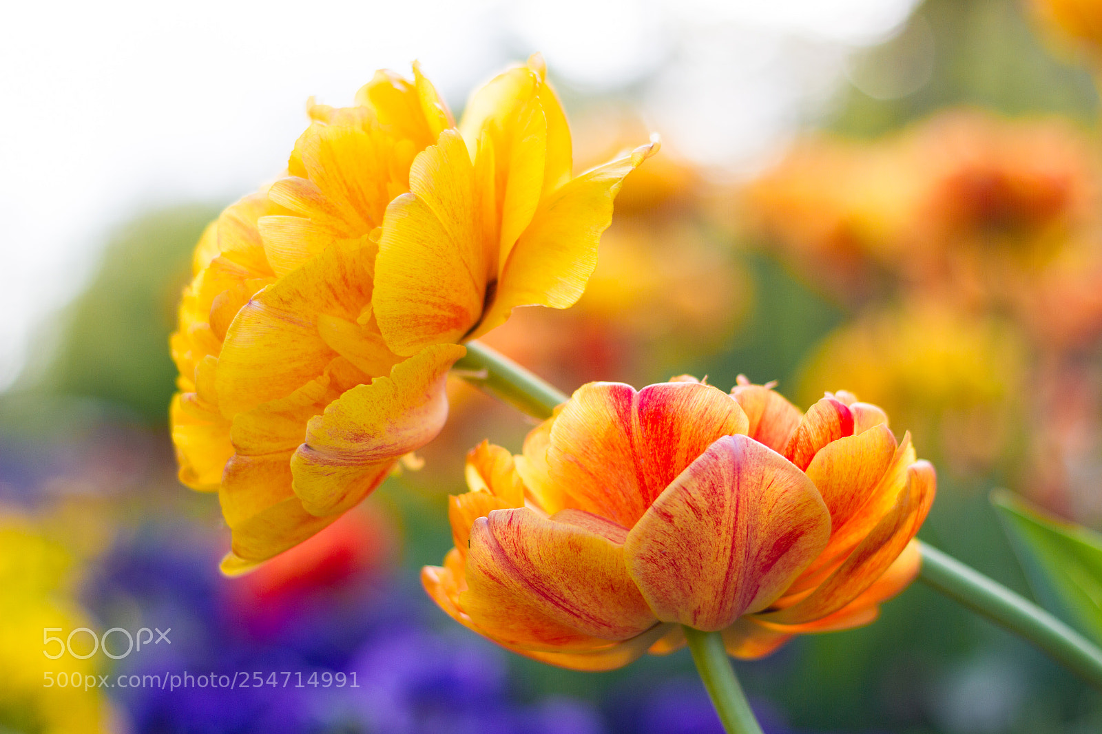 Canon EOS 7D sample photo. Colours photography